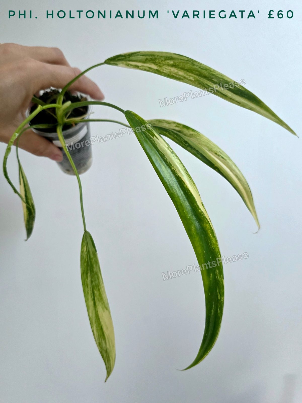 Philodendron holtonianum 'Variegata'