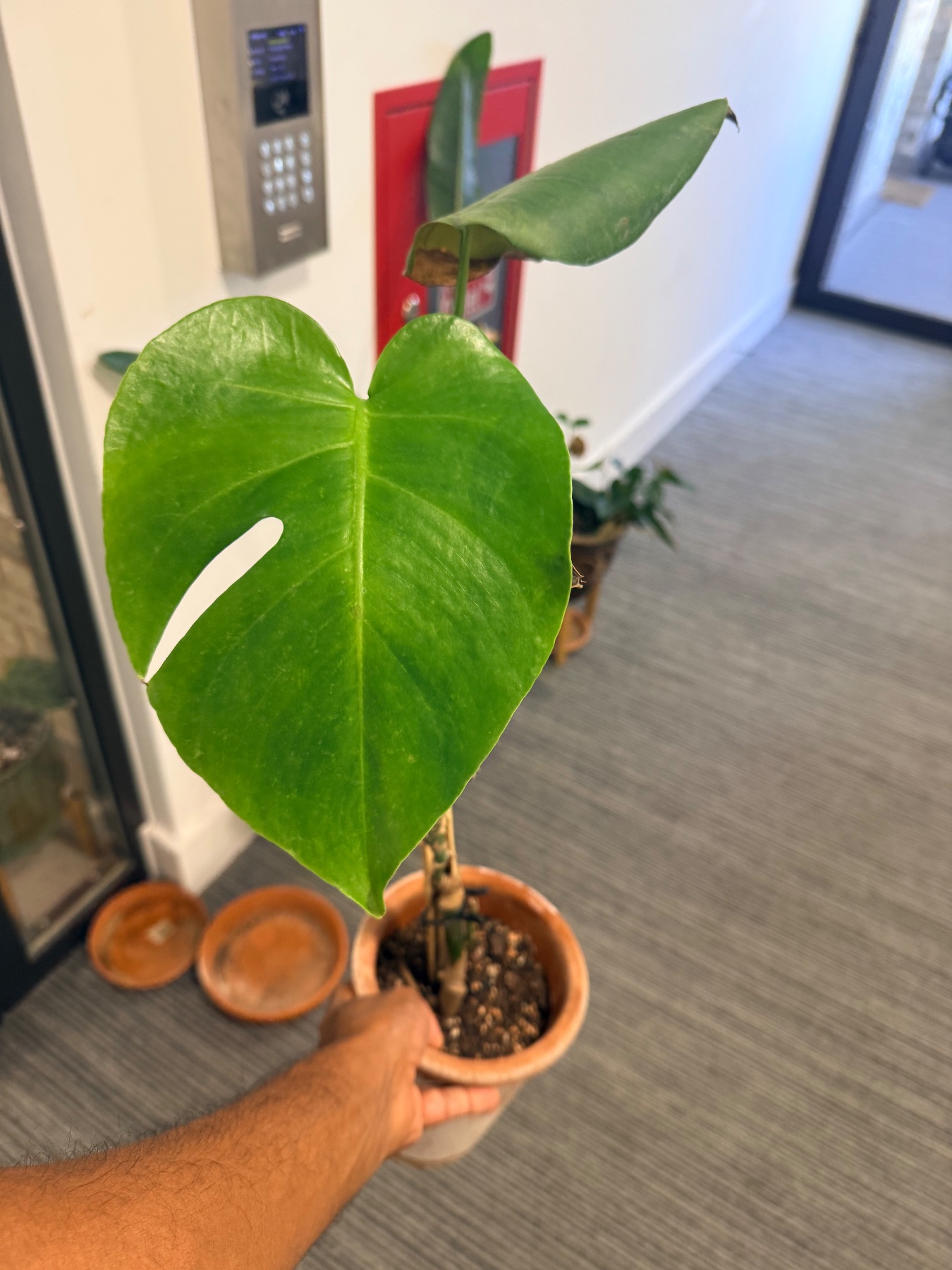 Monstera deliciosa