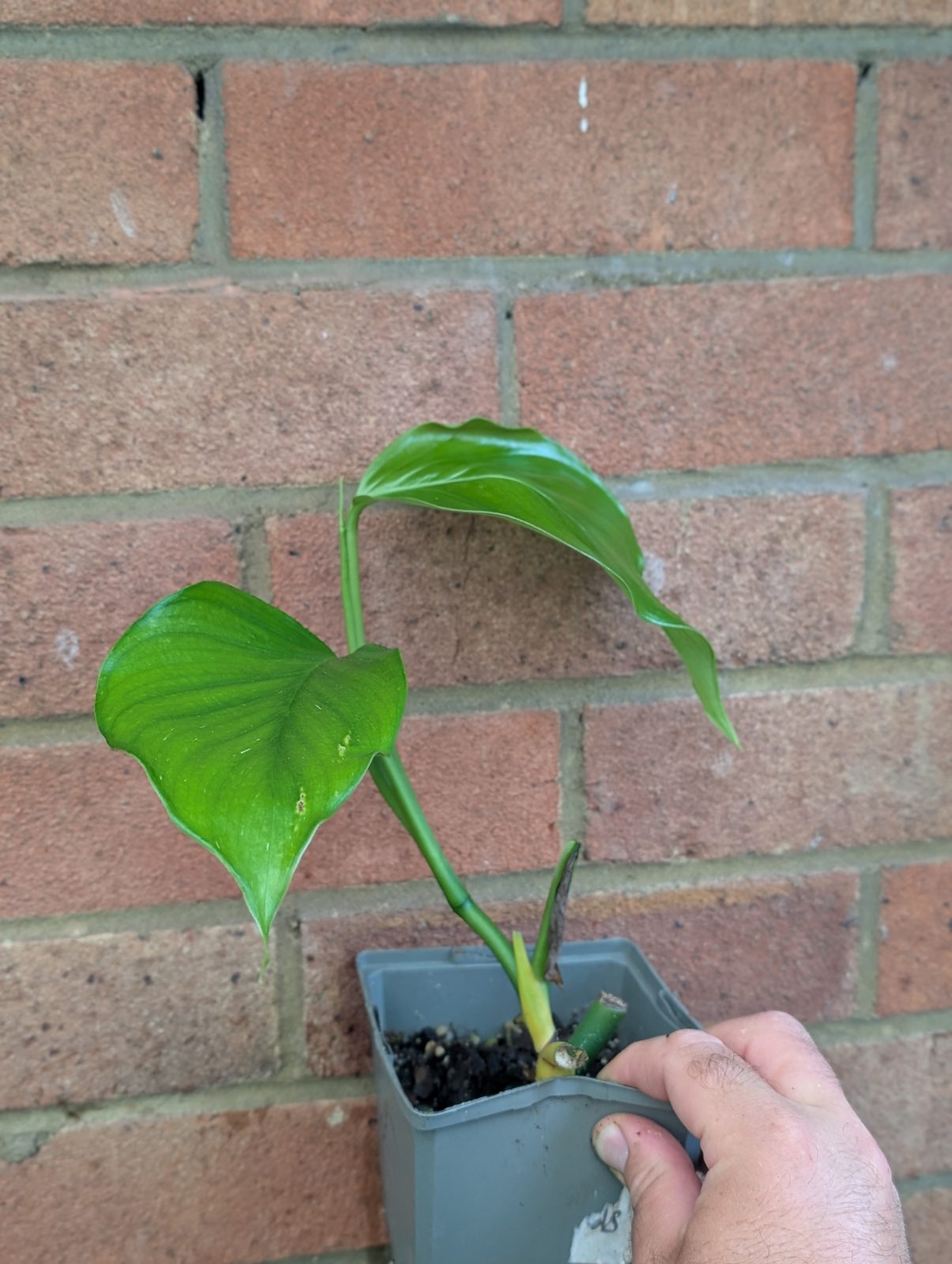Monstera acoygenensis