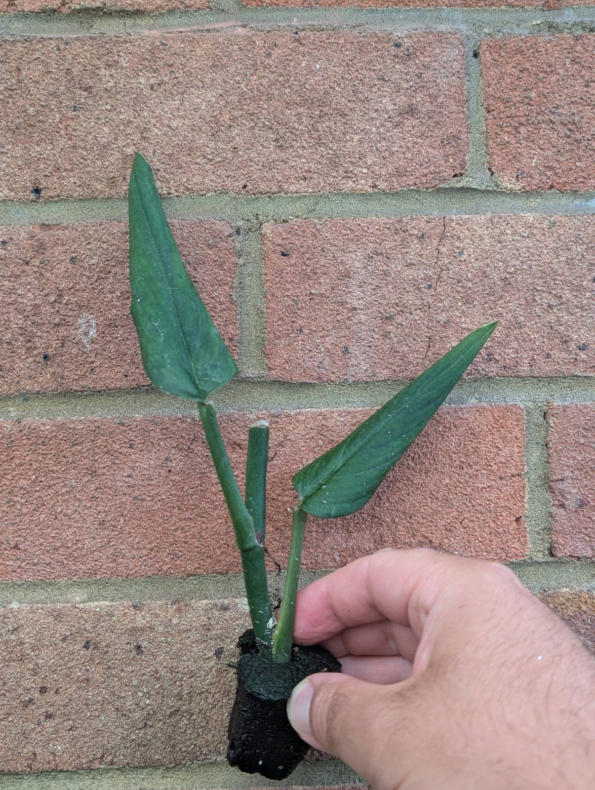 Monstera barreri