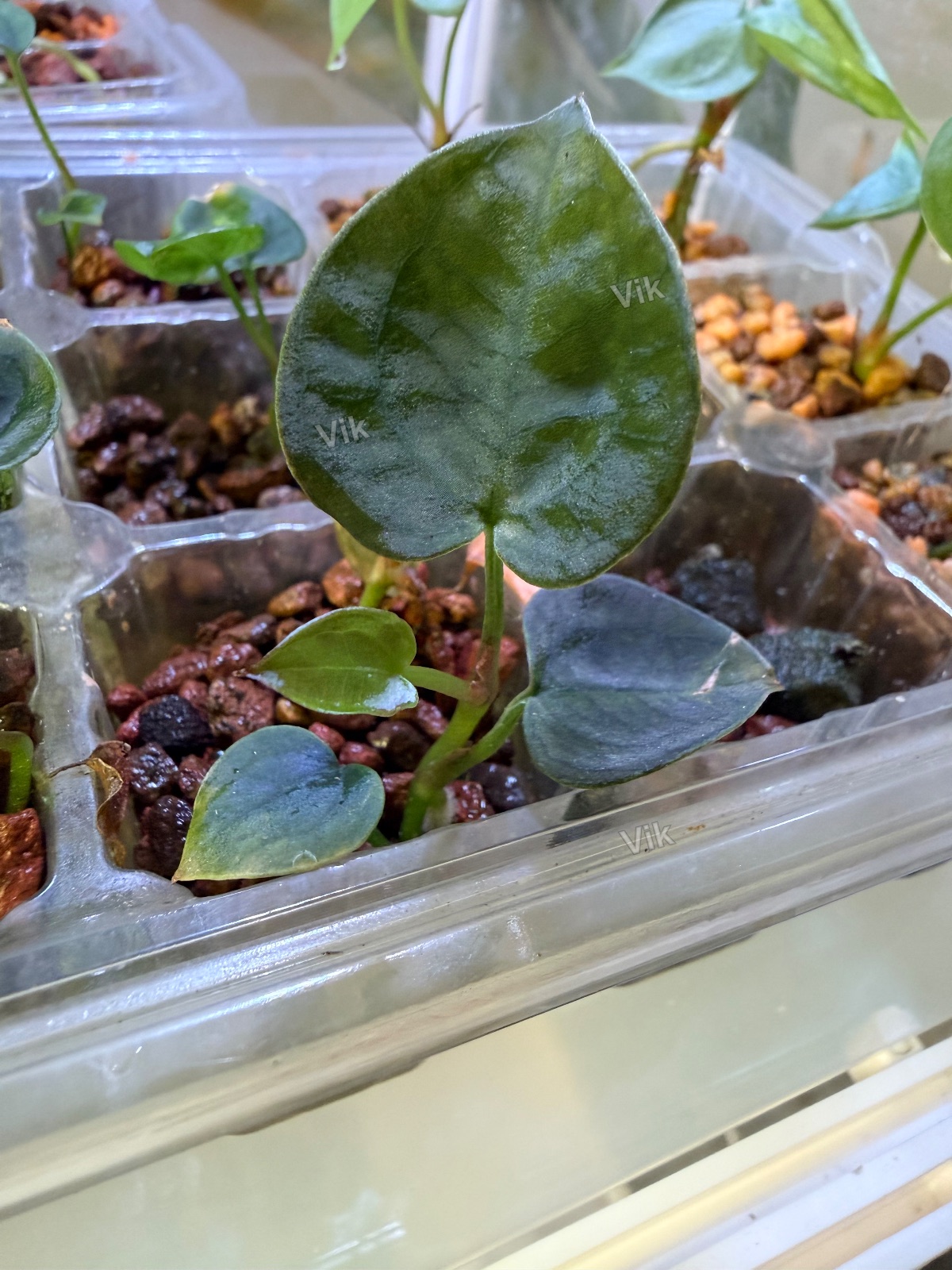 Anthurium Forgetii x (Forgetii x Luxurians) seedling