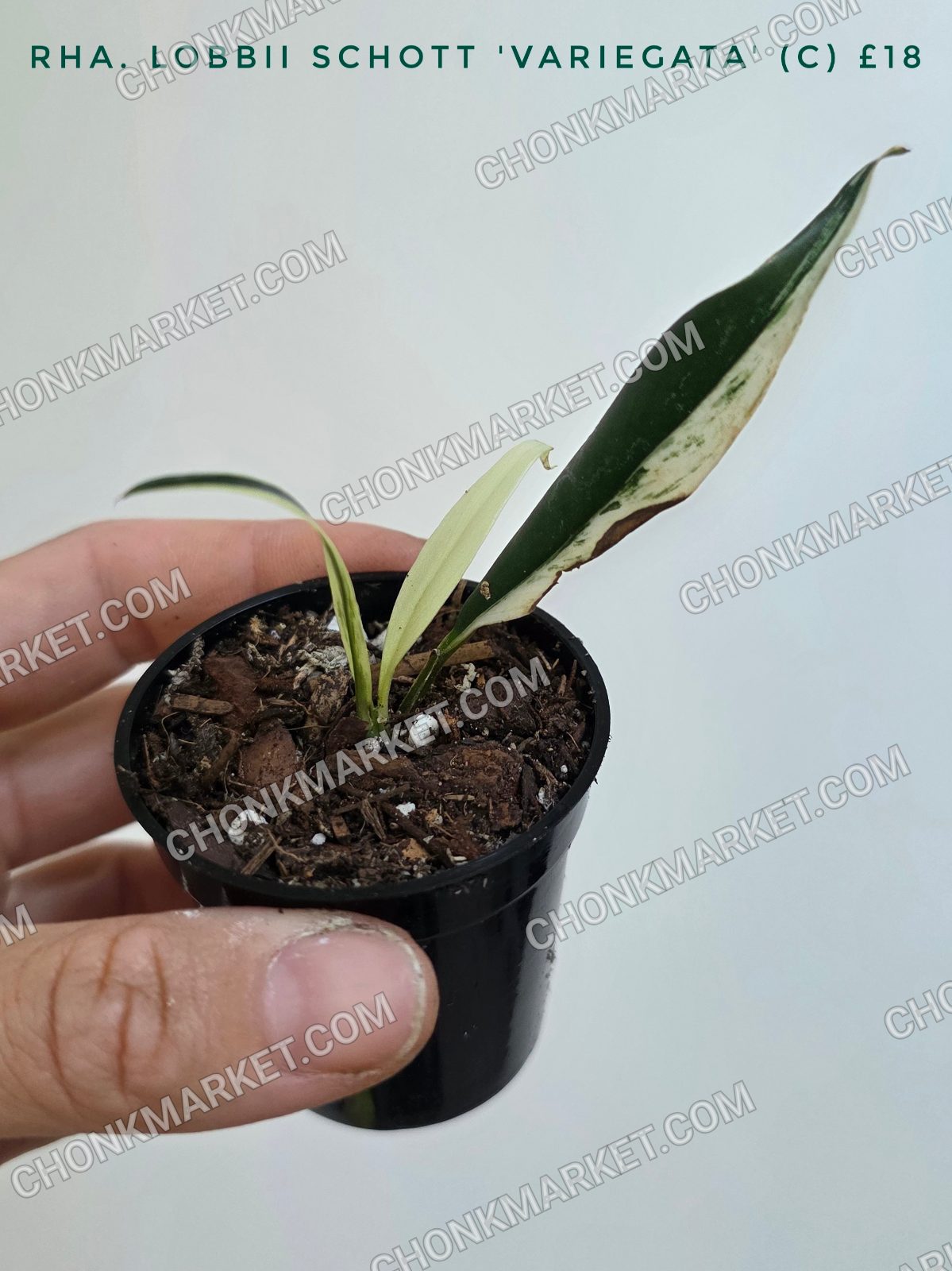 Rhaphidophora lobbii schott 'Variegata'