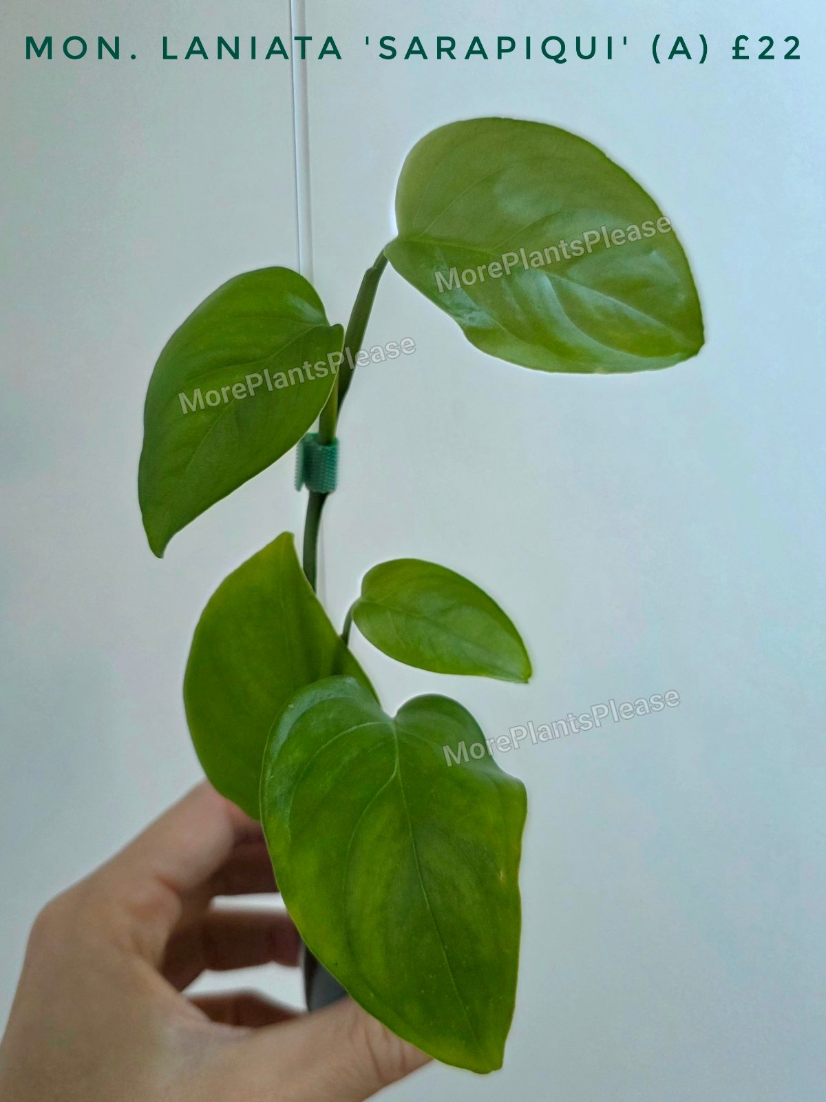 Monstera laniata Sarapiqui