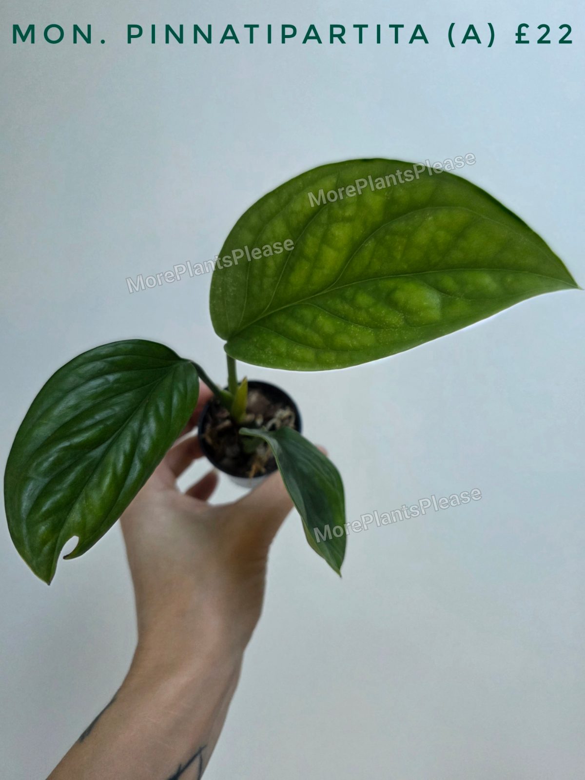 Monstera pinnatipartita