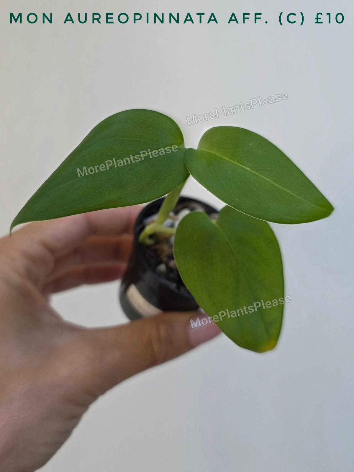 Monstera aureopinnata aff.