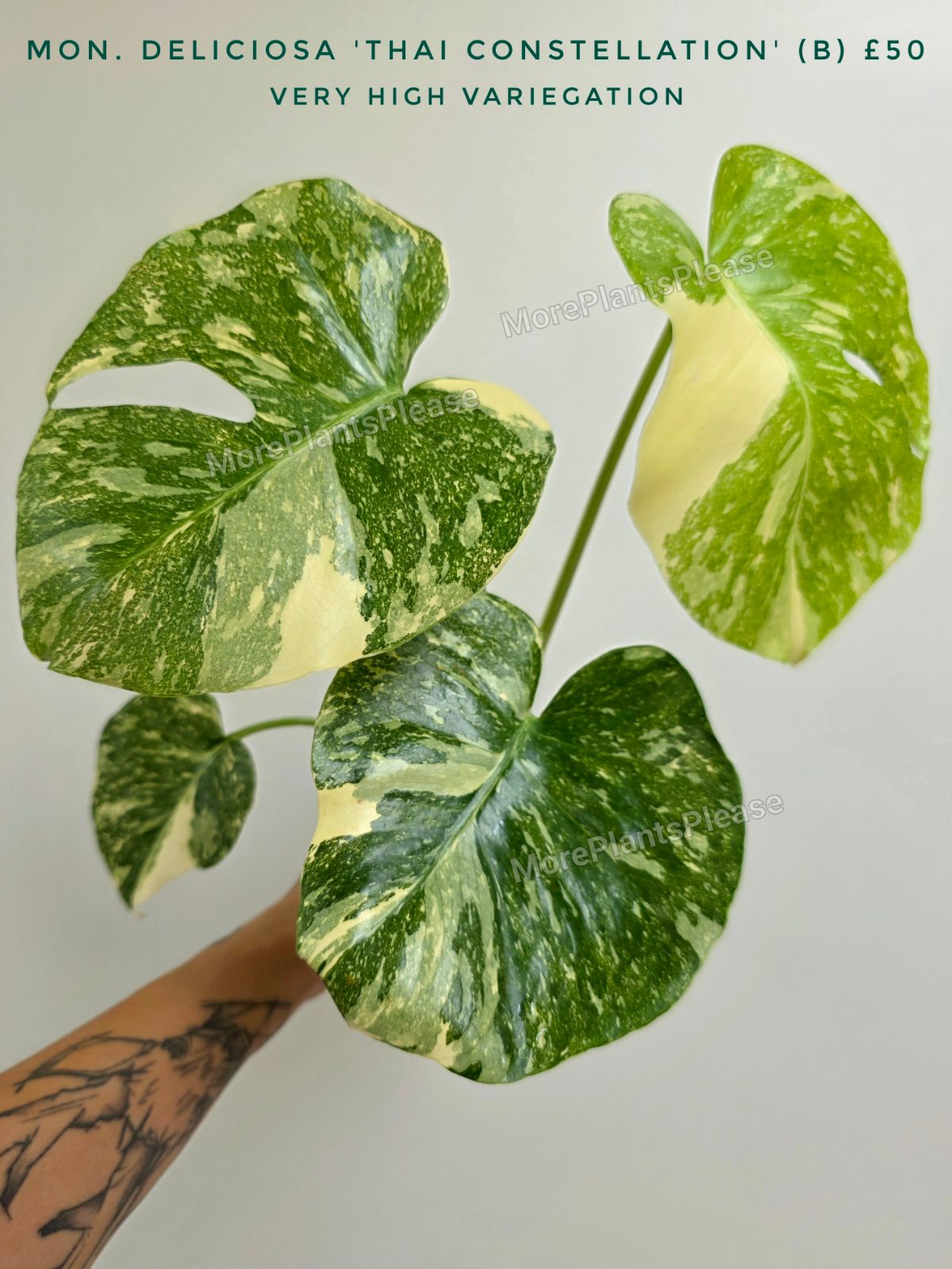 Monstera deliciosa 'Thai Constellation'