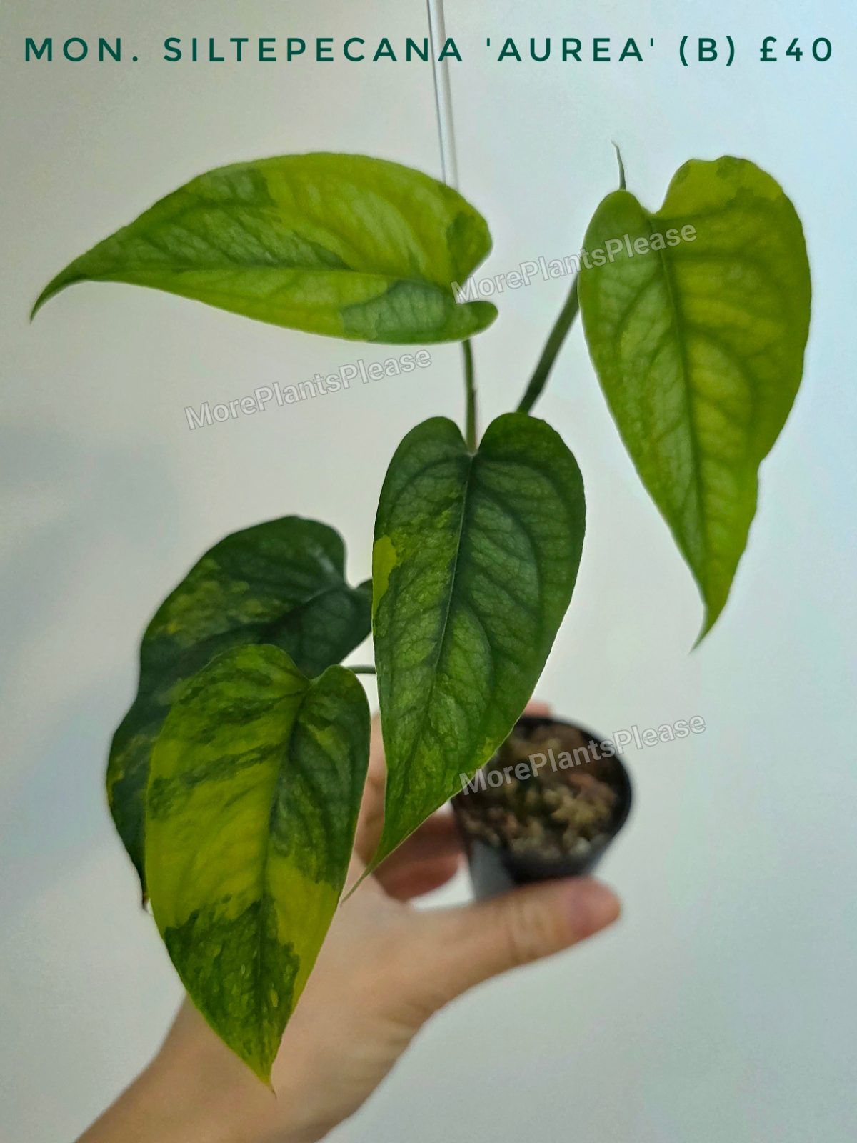 Monstera siltepecana 'Aurea'