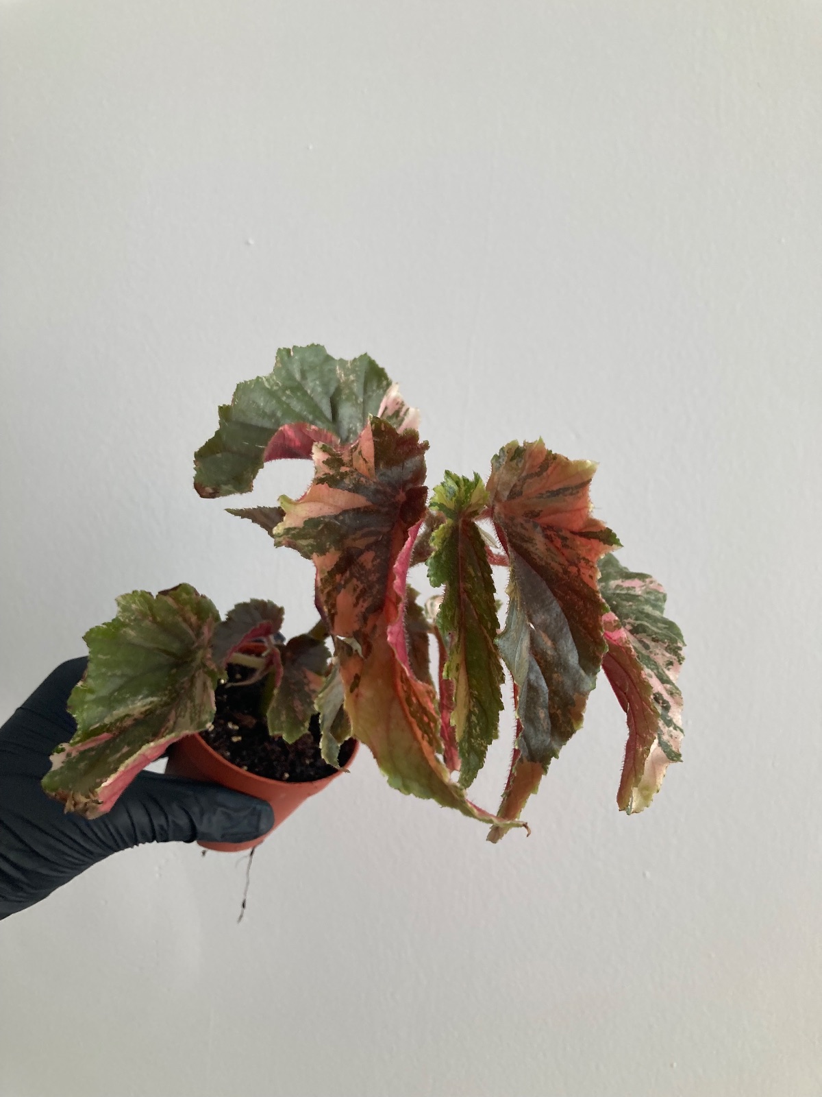 Begonia Ginny Galaxy