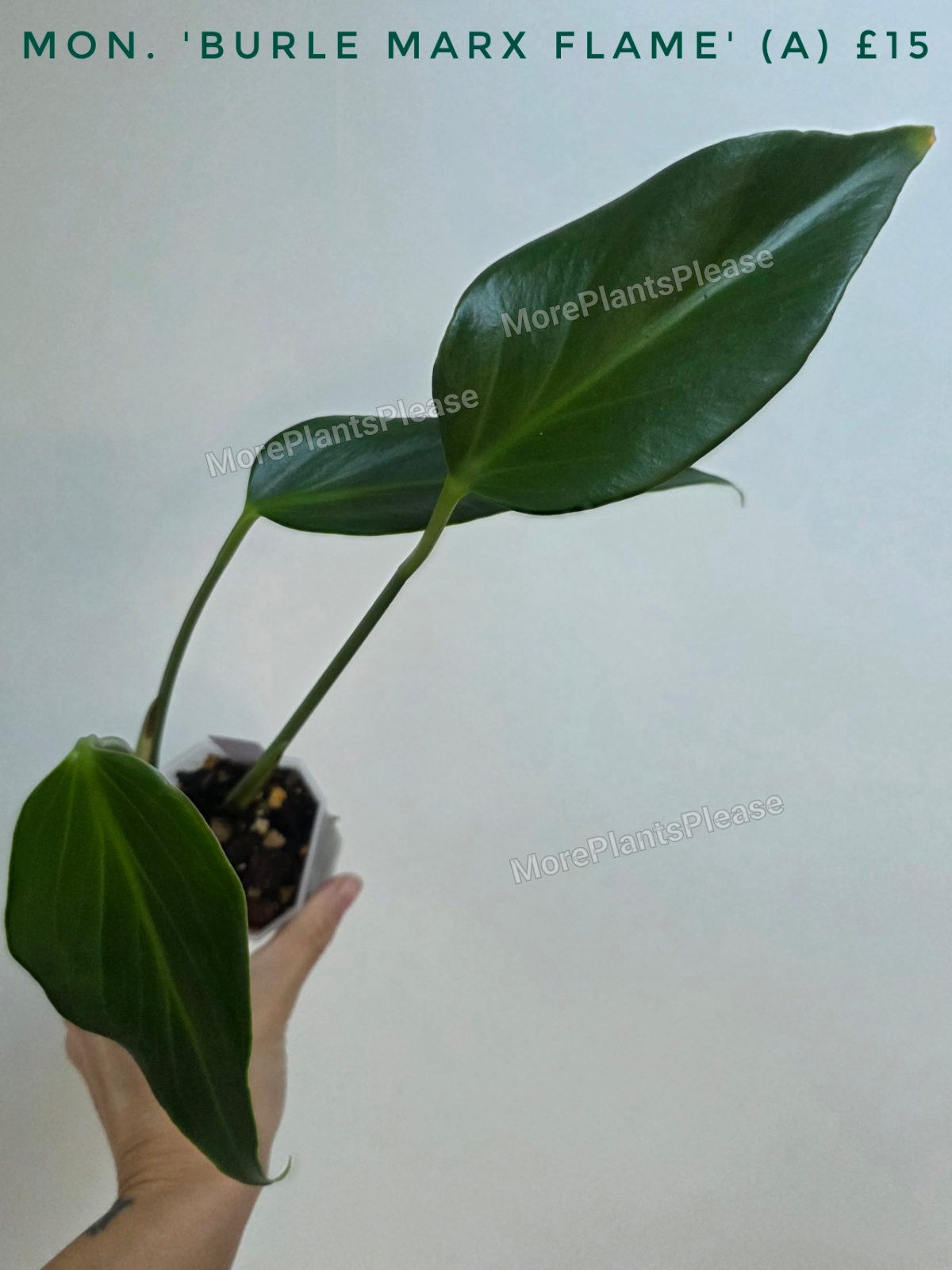 Monstera 'Burle Marx Flame'