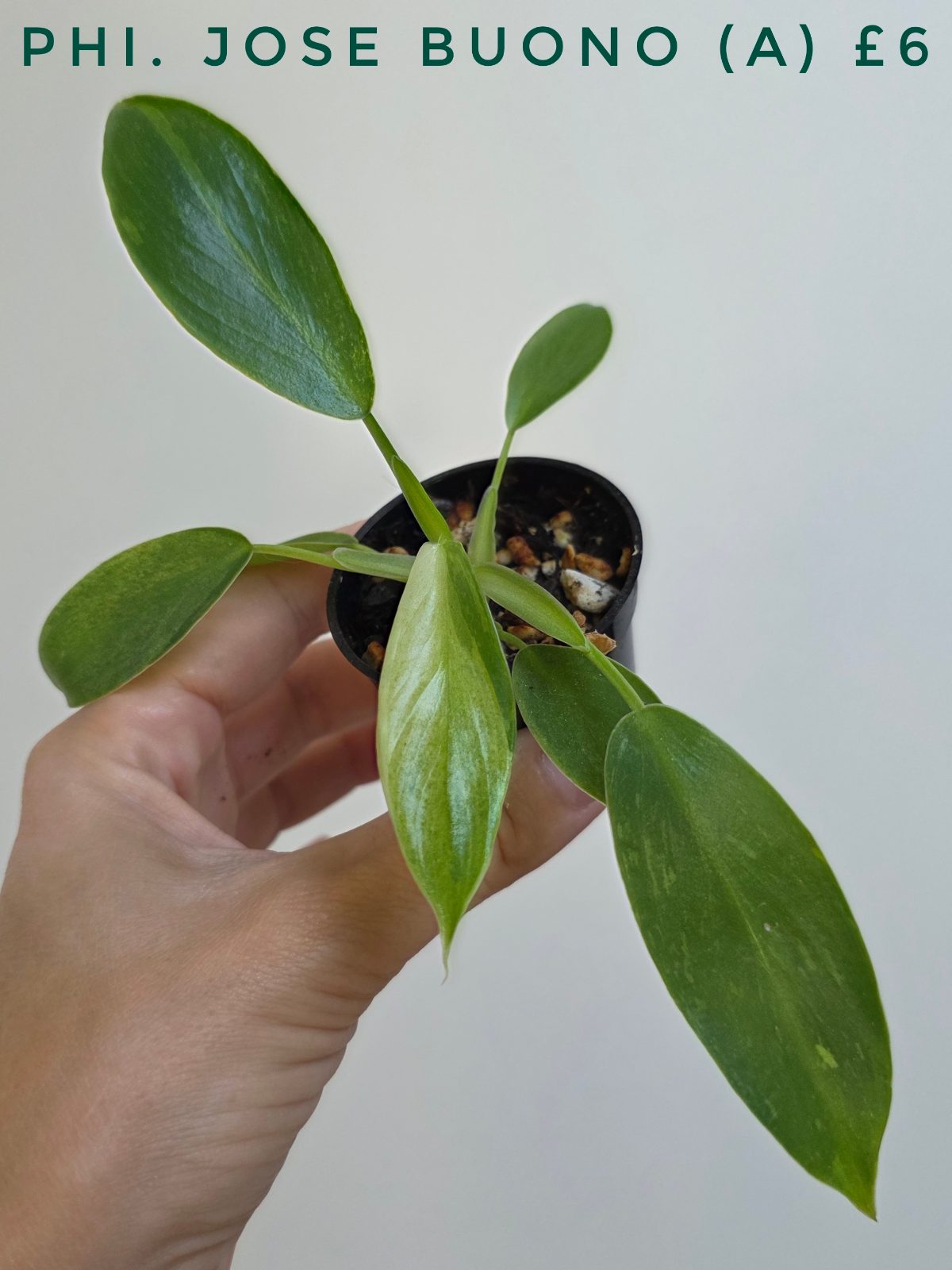 Philodendron 'Jose Buono'