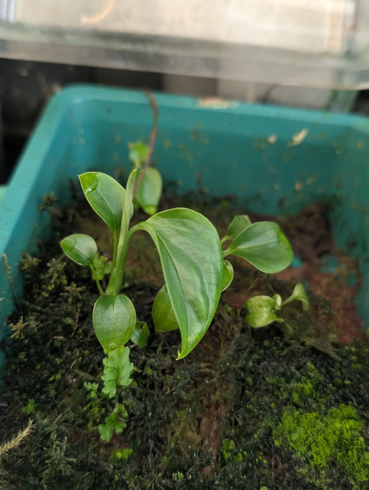 Monstera Aff. Obliqua "Bolivian" seedlings