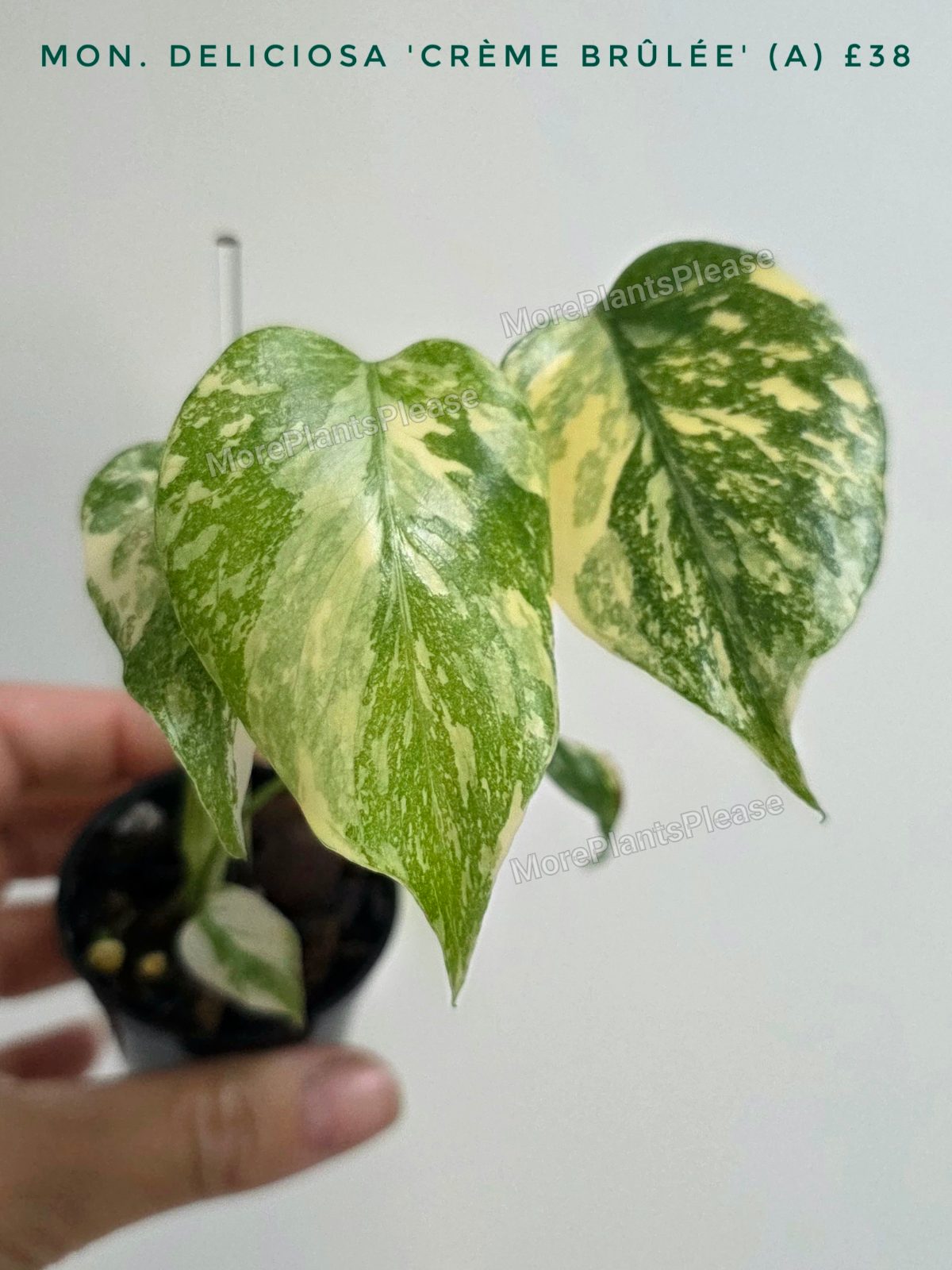 Monstera deliciosa 'Crème Brûlée'