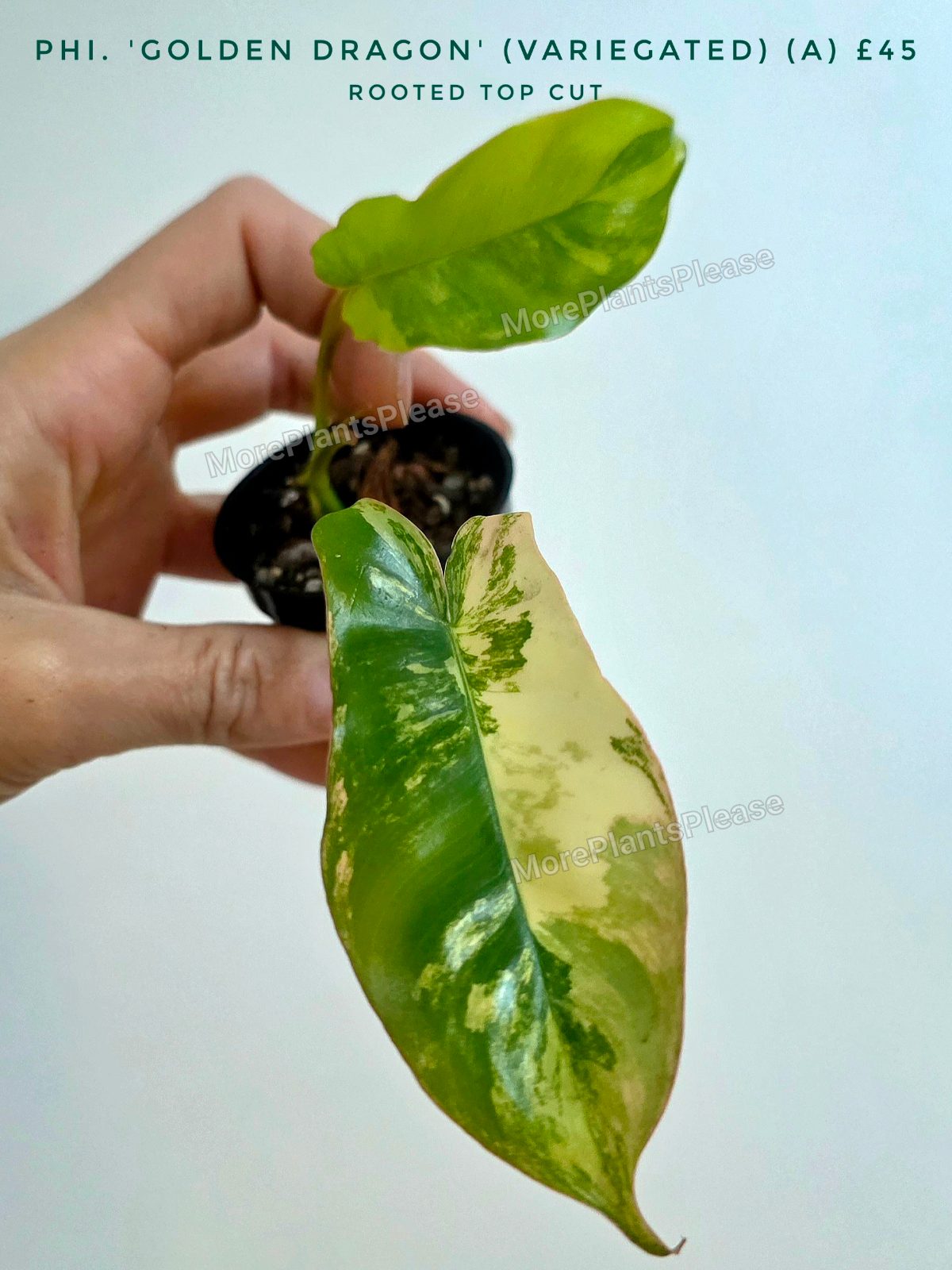 Philodendron 'Golden Dragon' Variegated