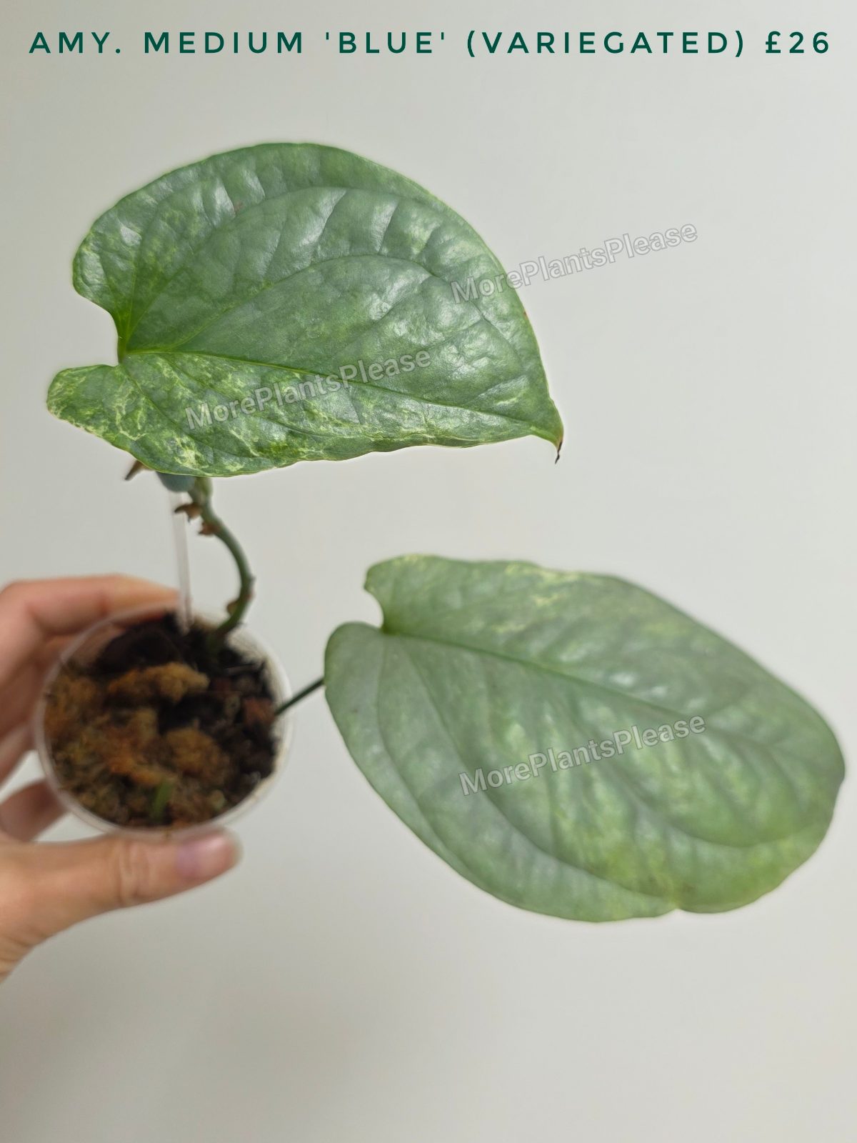 Amydrium medium 'Blue' Variegated