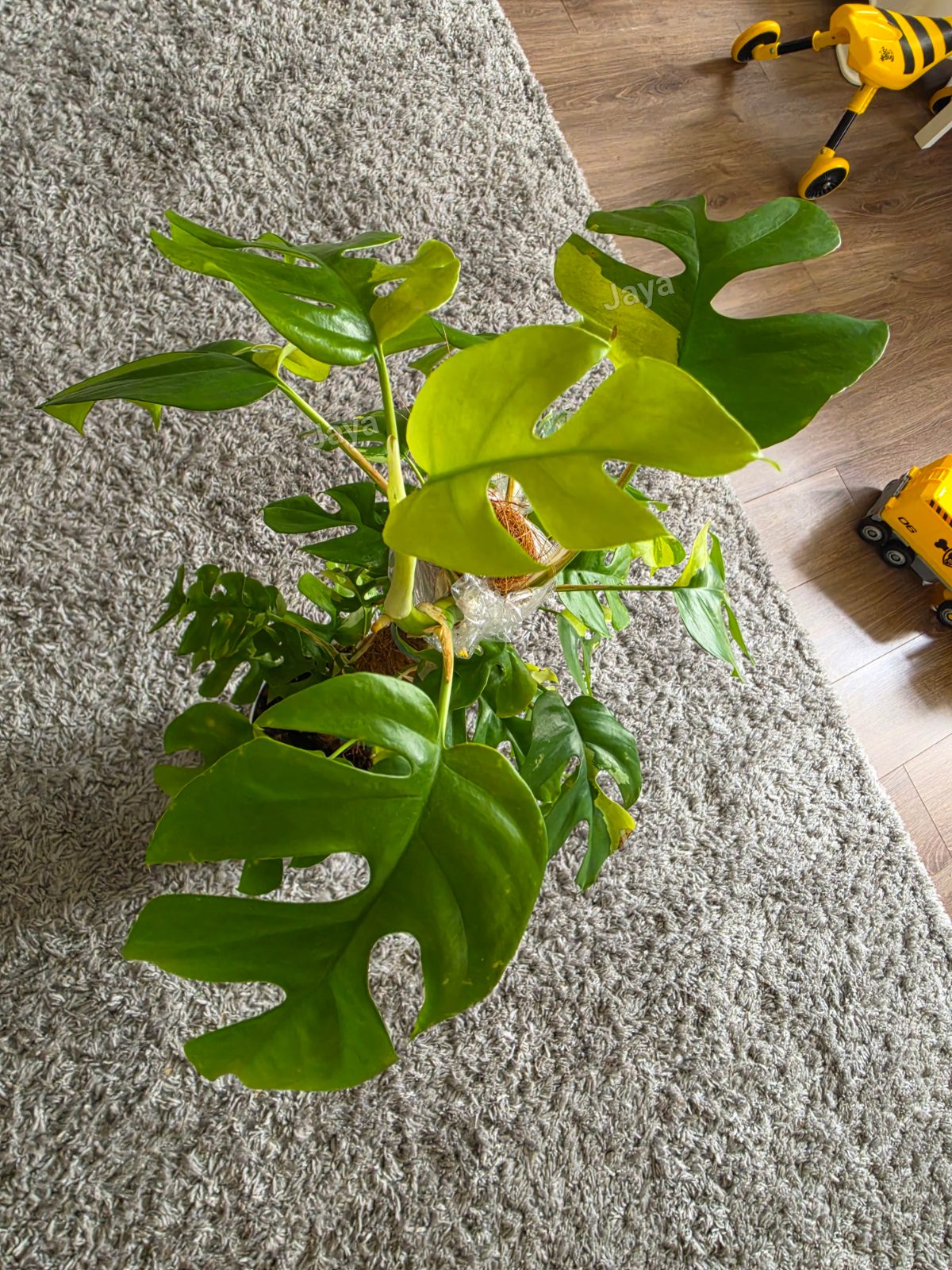Variegated monstera tetrasperma indoor plant