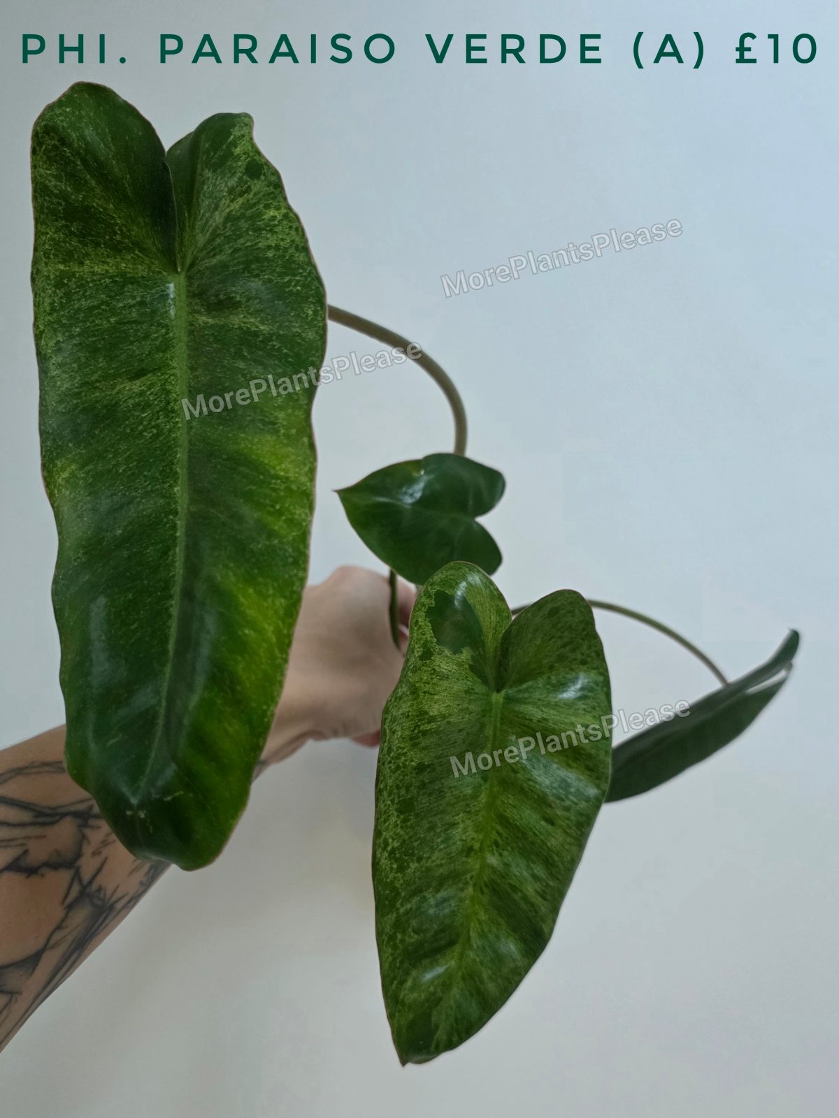 Philodendron 'Paraiso Verde'