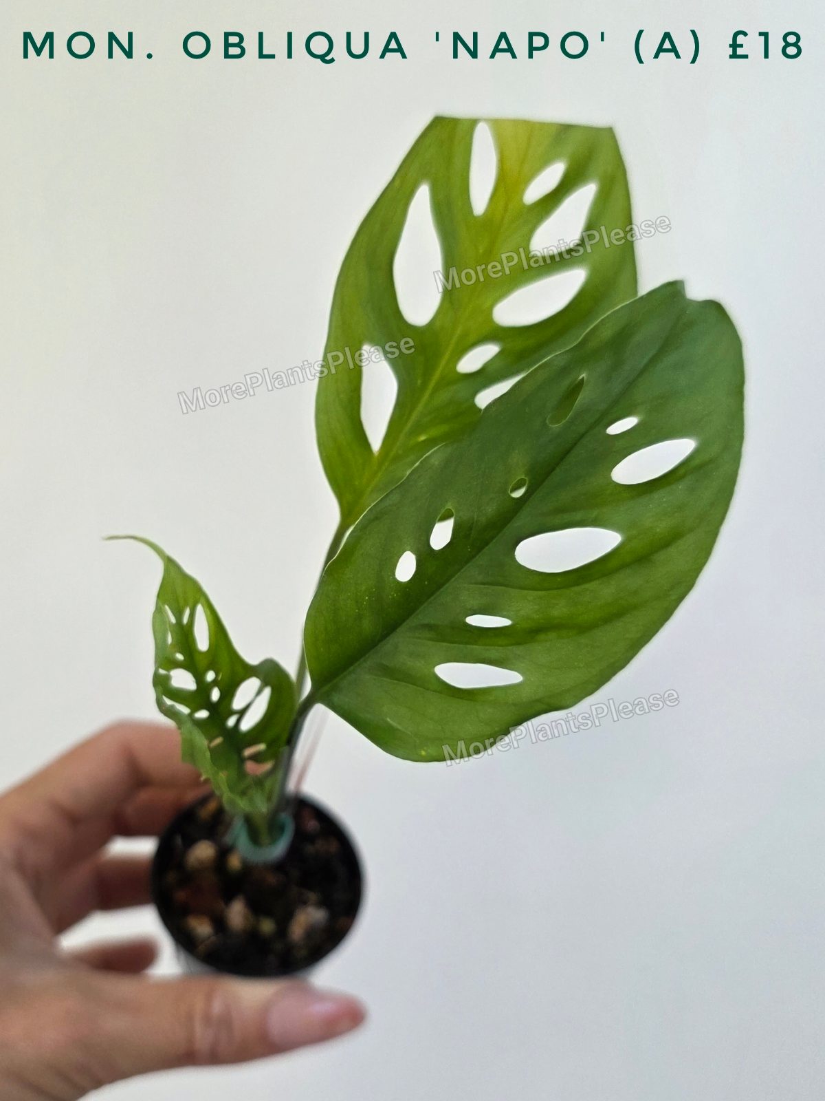 Monstera obliqua 'Napo'