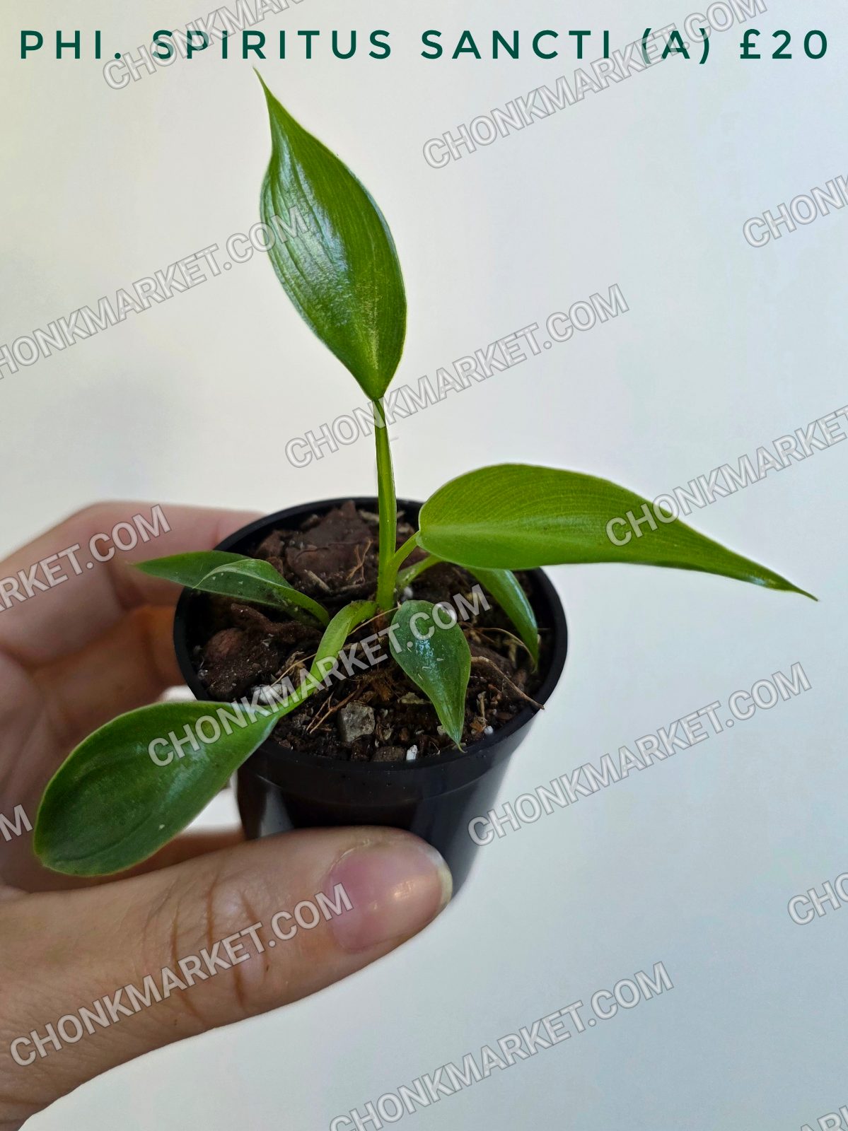 Philodendron spiritus-sancti