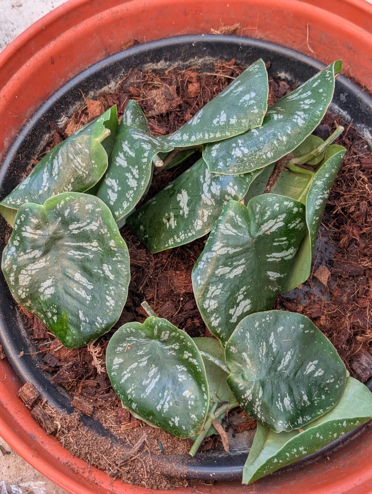 Monstera tuberculata