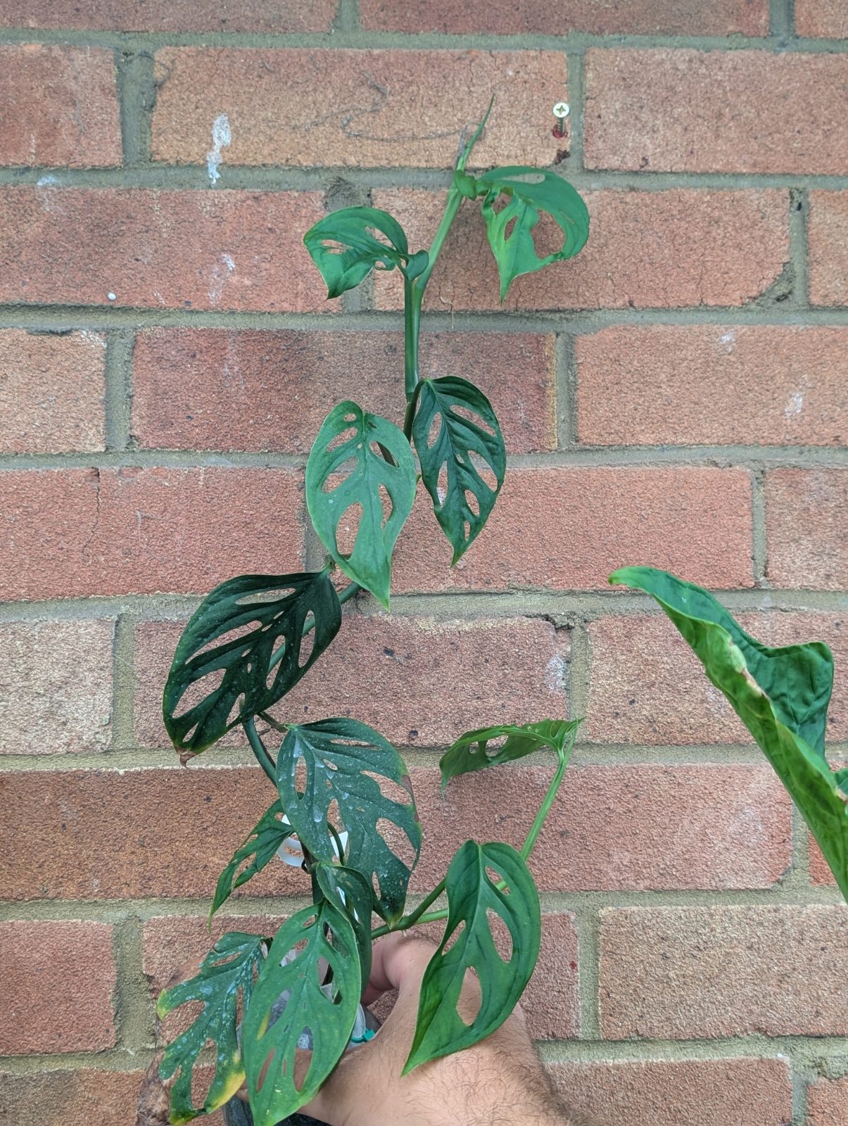 Monstera Aff. Obliqua "Sangay"