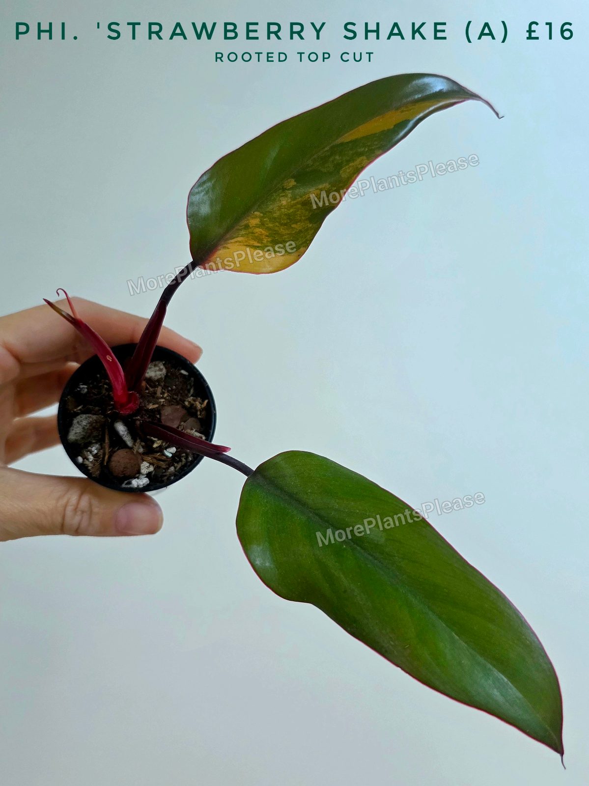 Philodendron 'Strawberry Shake'