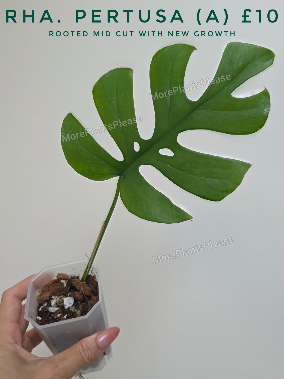 Rhaphidophora pertusa