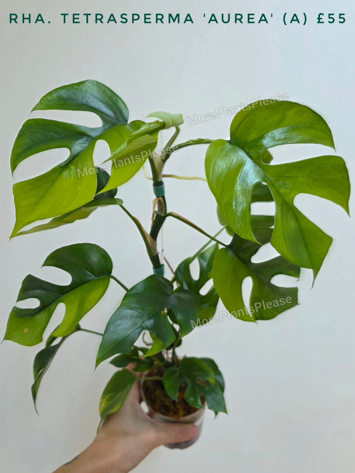 Rhaphidophora tetrasperma 'Aurea'