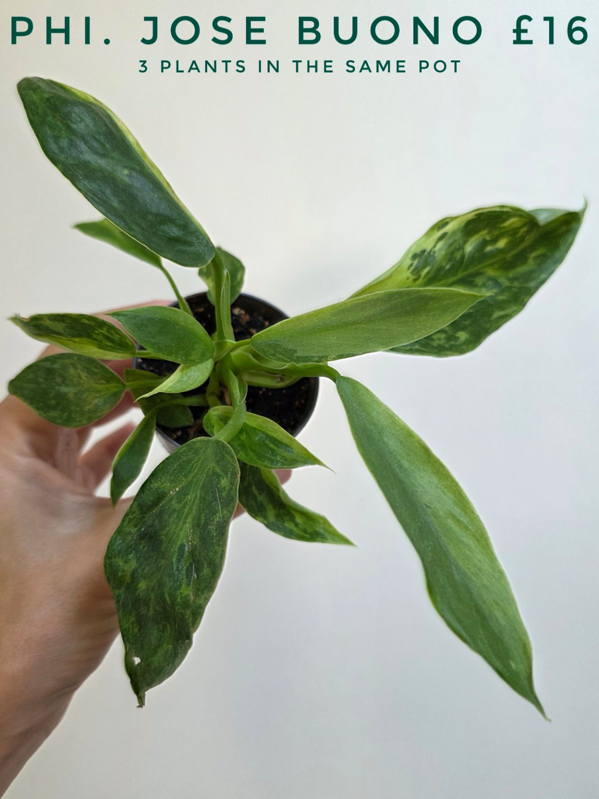 Philodendron 'Jose Buono'