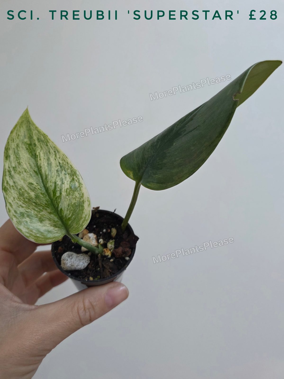 Scindapsus treubii 'Superstar'