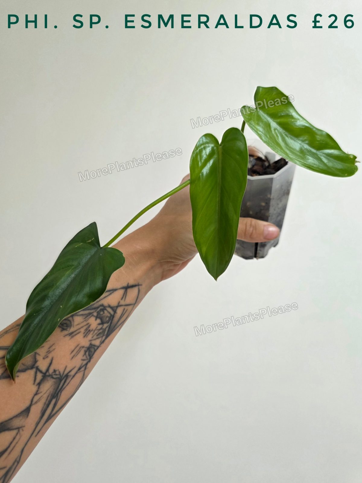Philodendron Sp. 'Esmeraldas'