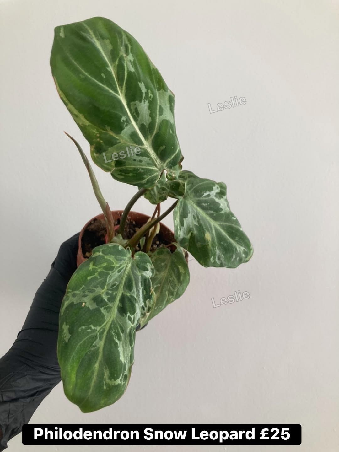 Philodendron Snow Leopard variegated