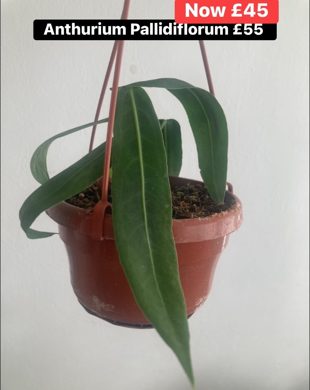 Anthurium Pallidiflorum