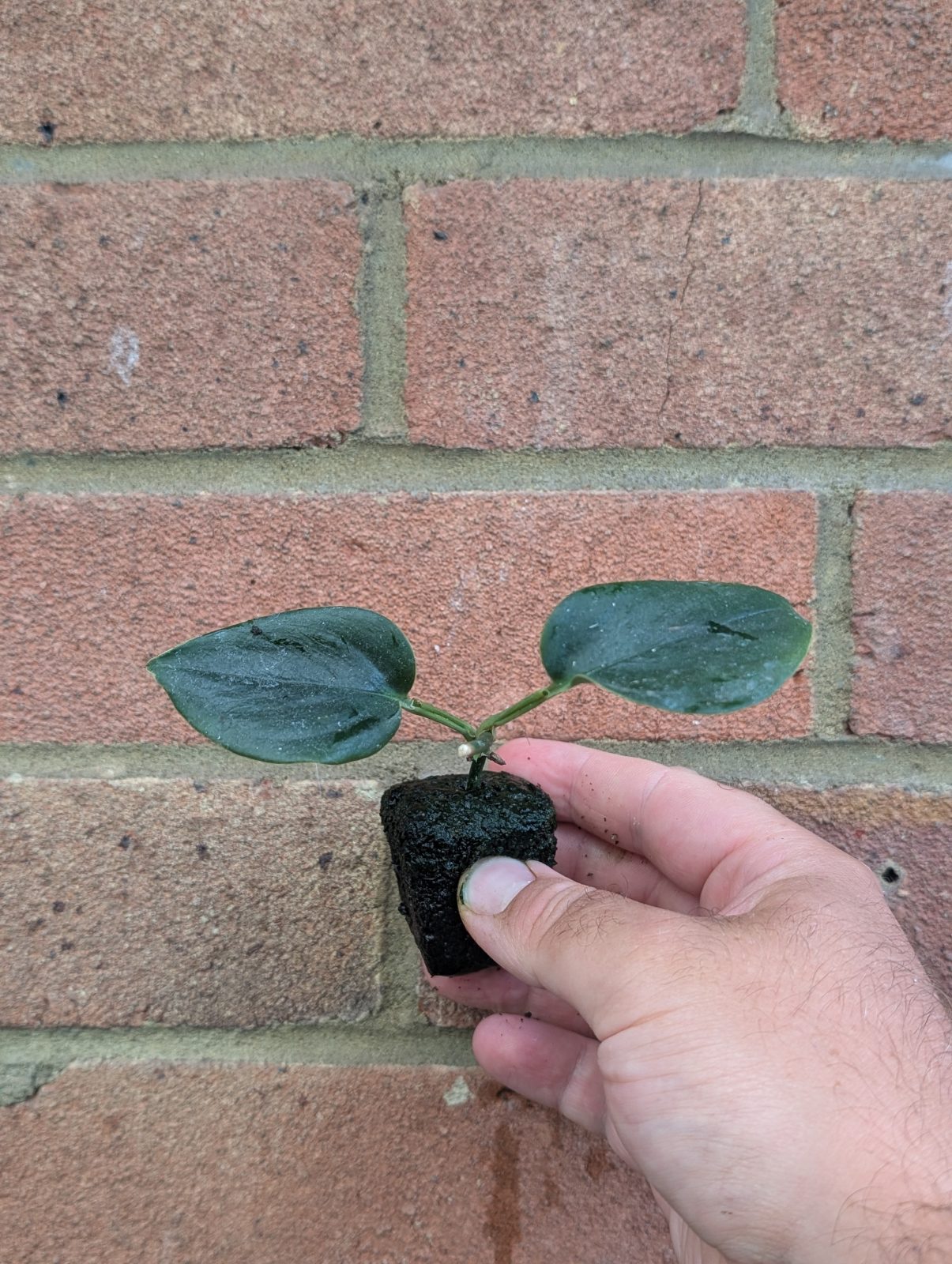 Monstera gambensis