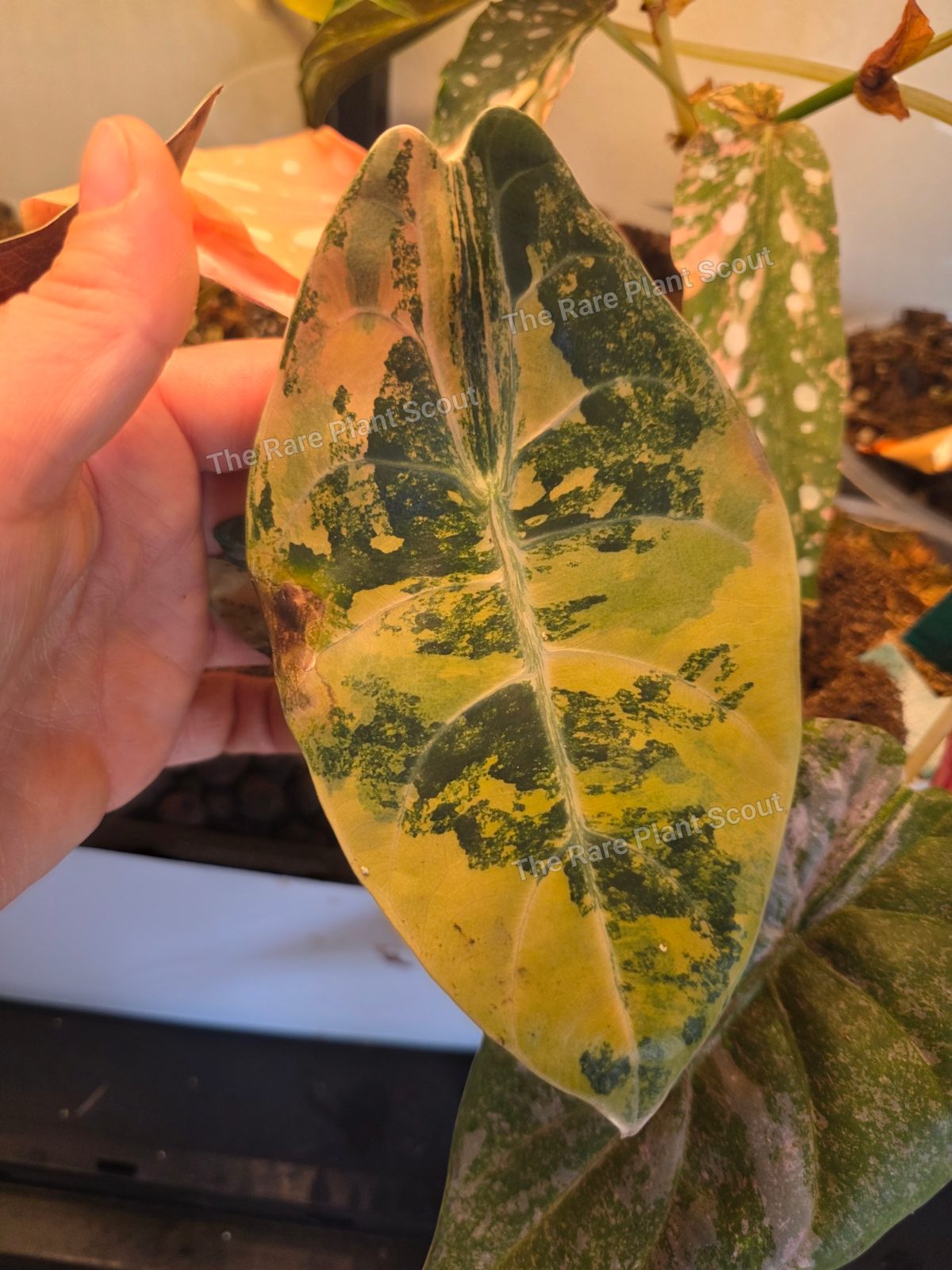 Alocasia Sedenii Aurea