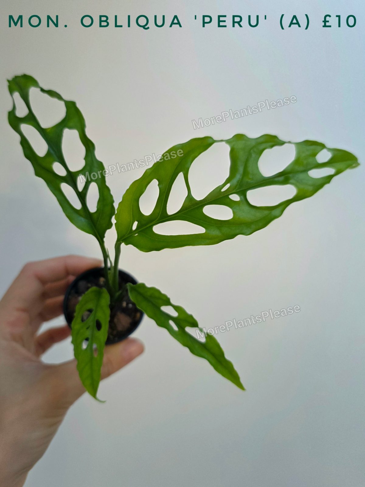 Monstera obliqua 'Peru'