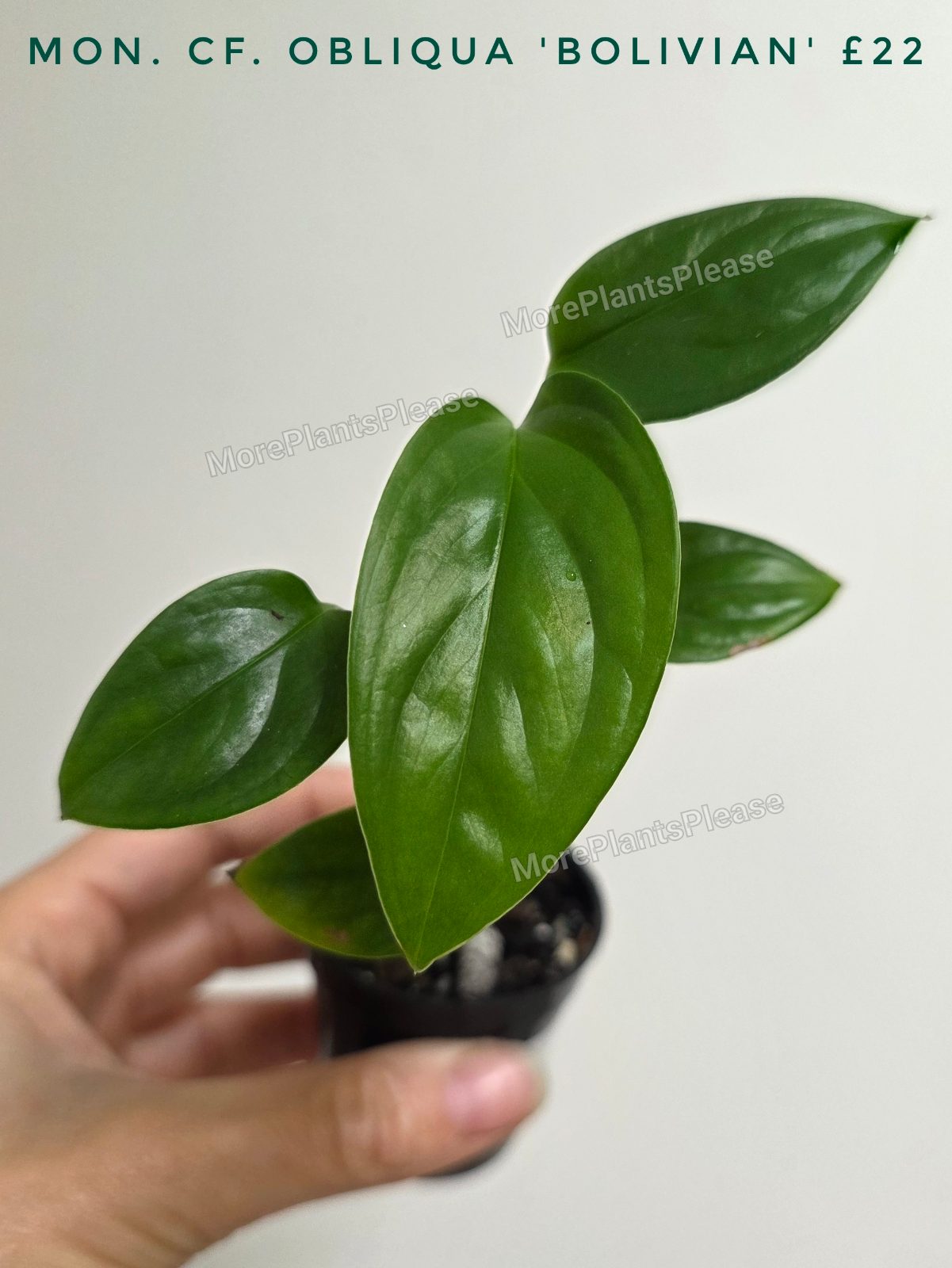 Monstera Cf. obliqua 'Bolivian'