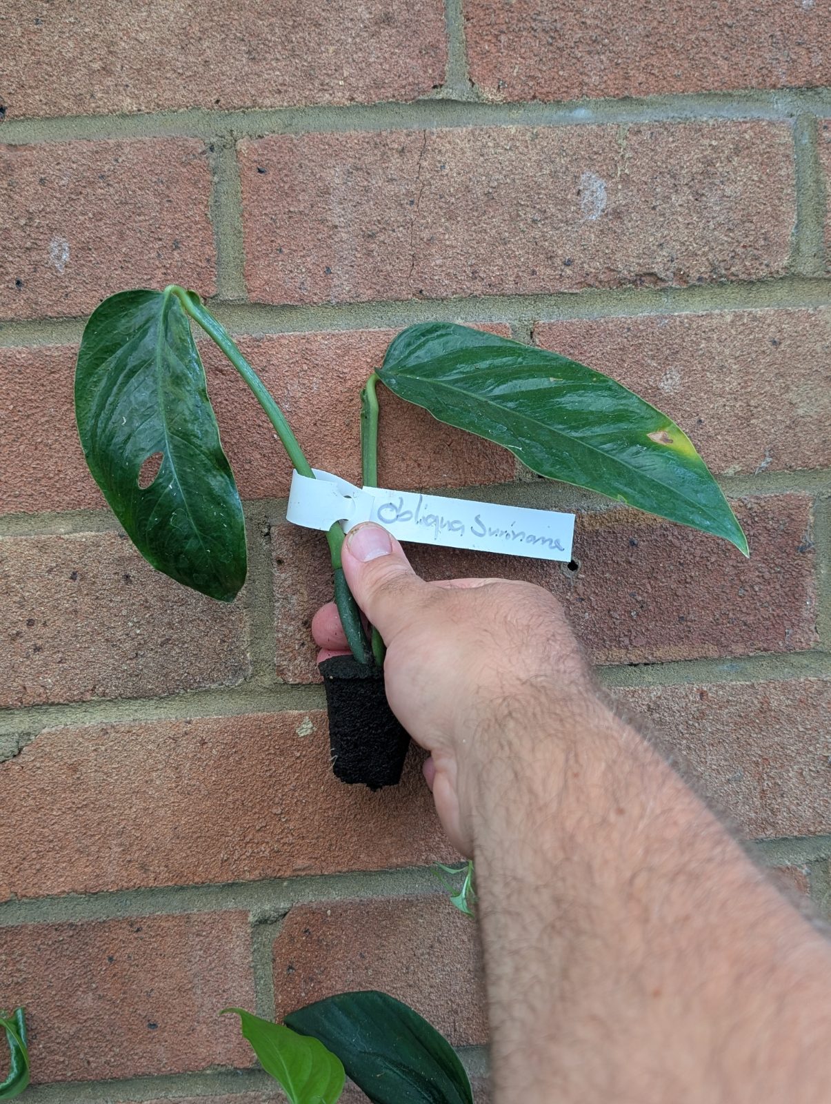 Monstera aff. Obliqua "Suriname" form