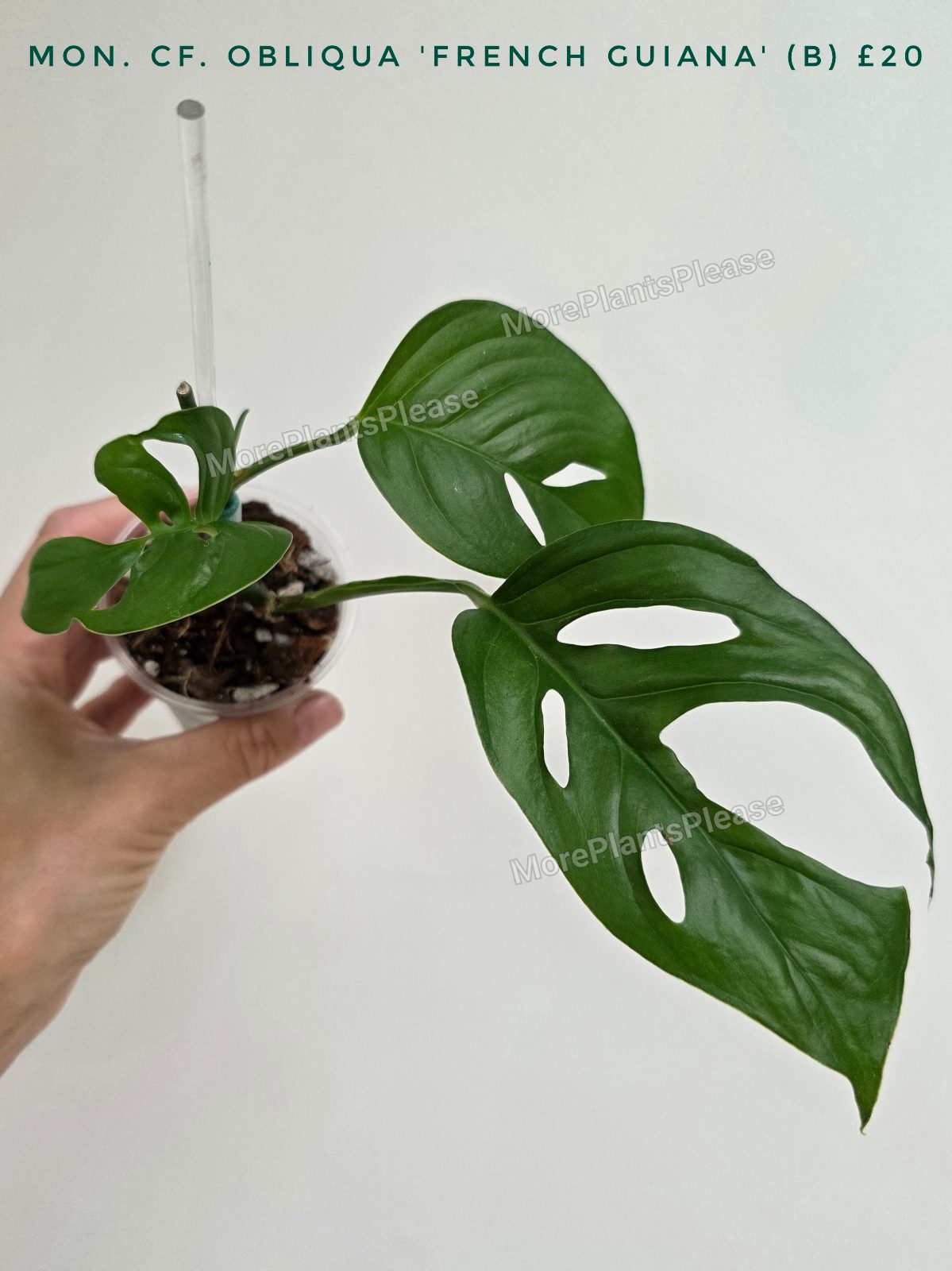 Monstera obliqua 'French Guiana'