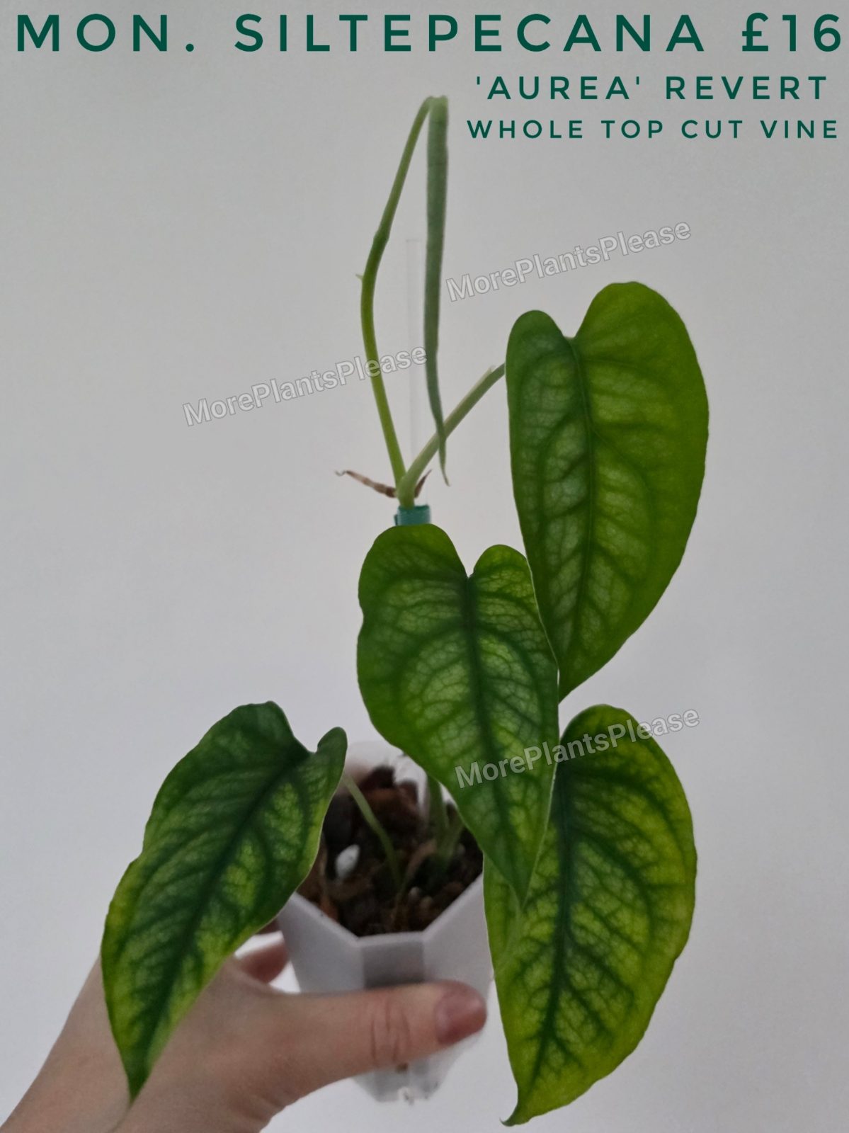 Monstera siltepecana ('Aurea' revert)