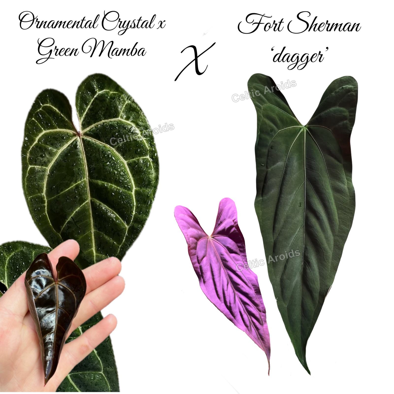 (Ornamental crystal x Green Mamba) x Fort Sherman