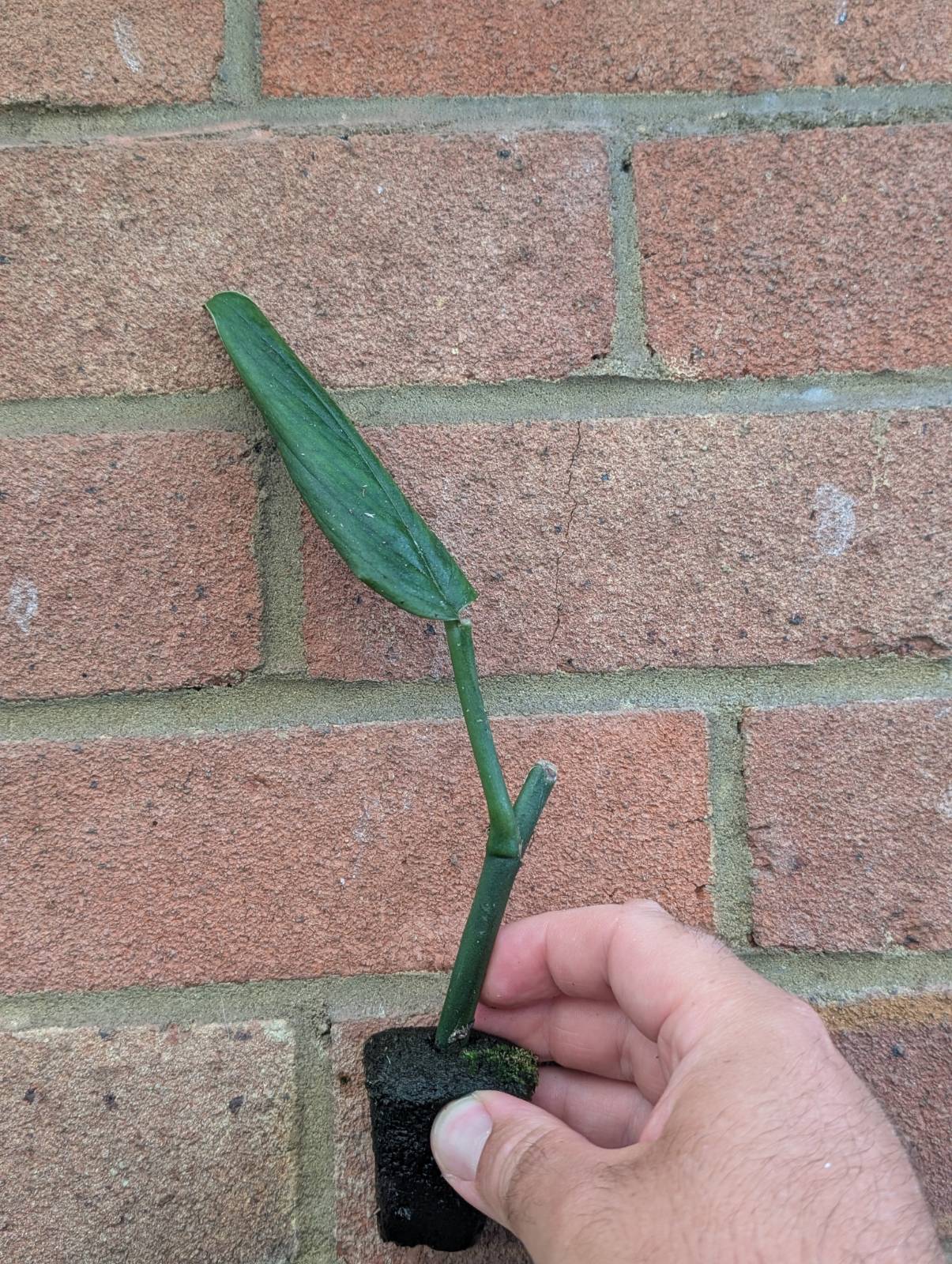 Monstera barreri