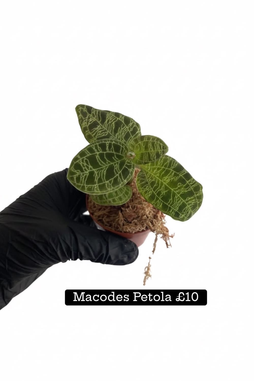 Macodes Petola