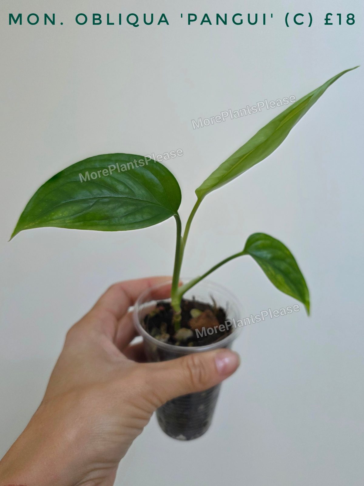 Monstera obliqua 'Pangui'