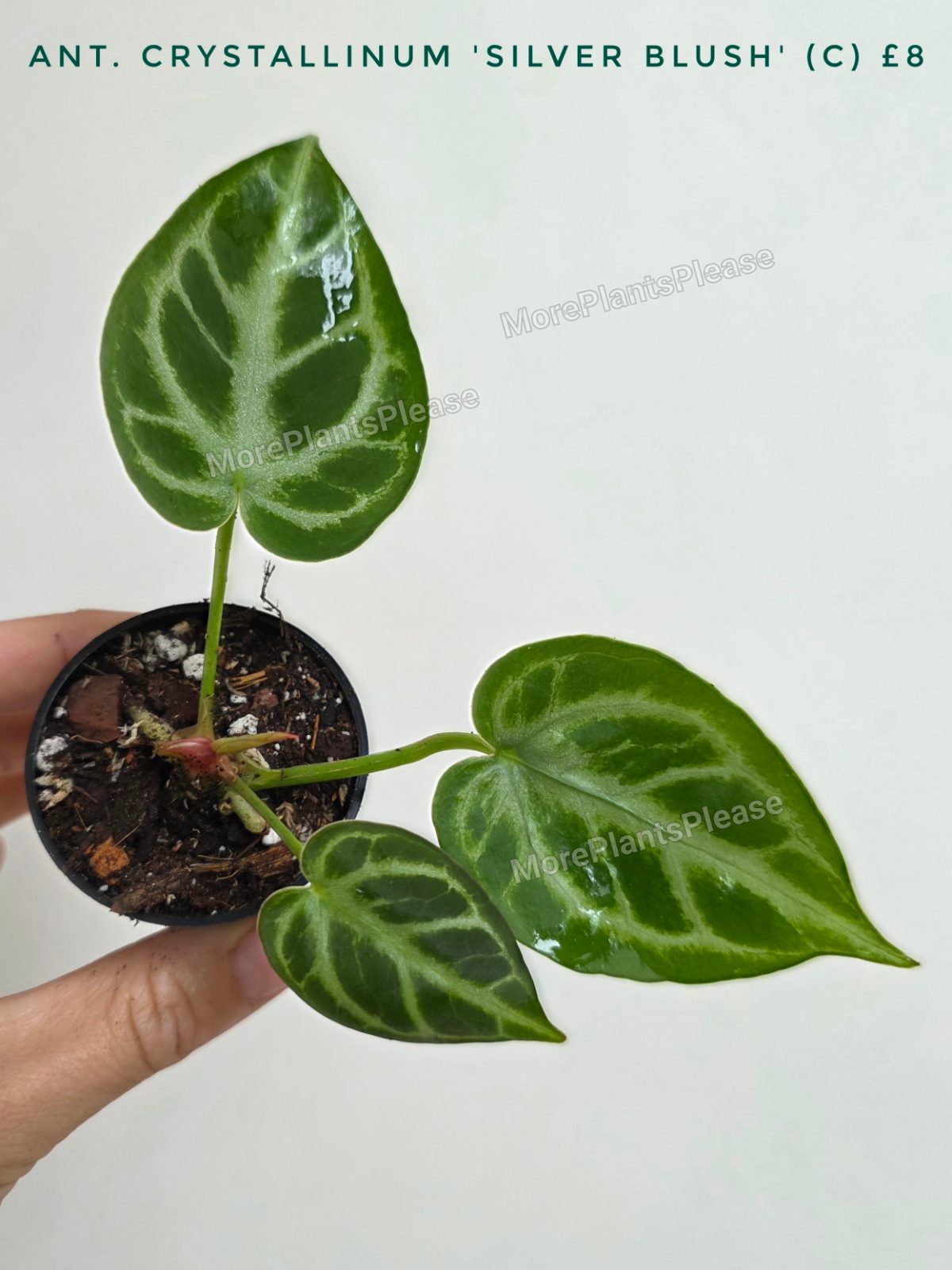 Anthurium crystallinum 'Silver Blush'