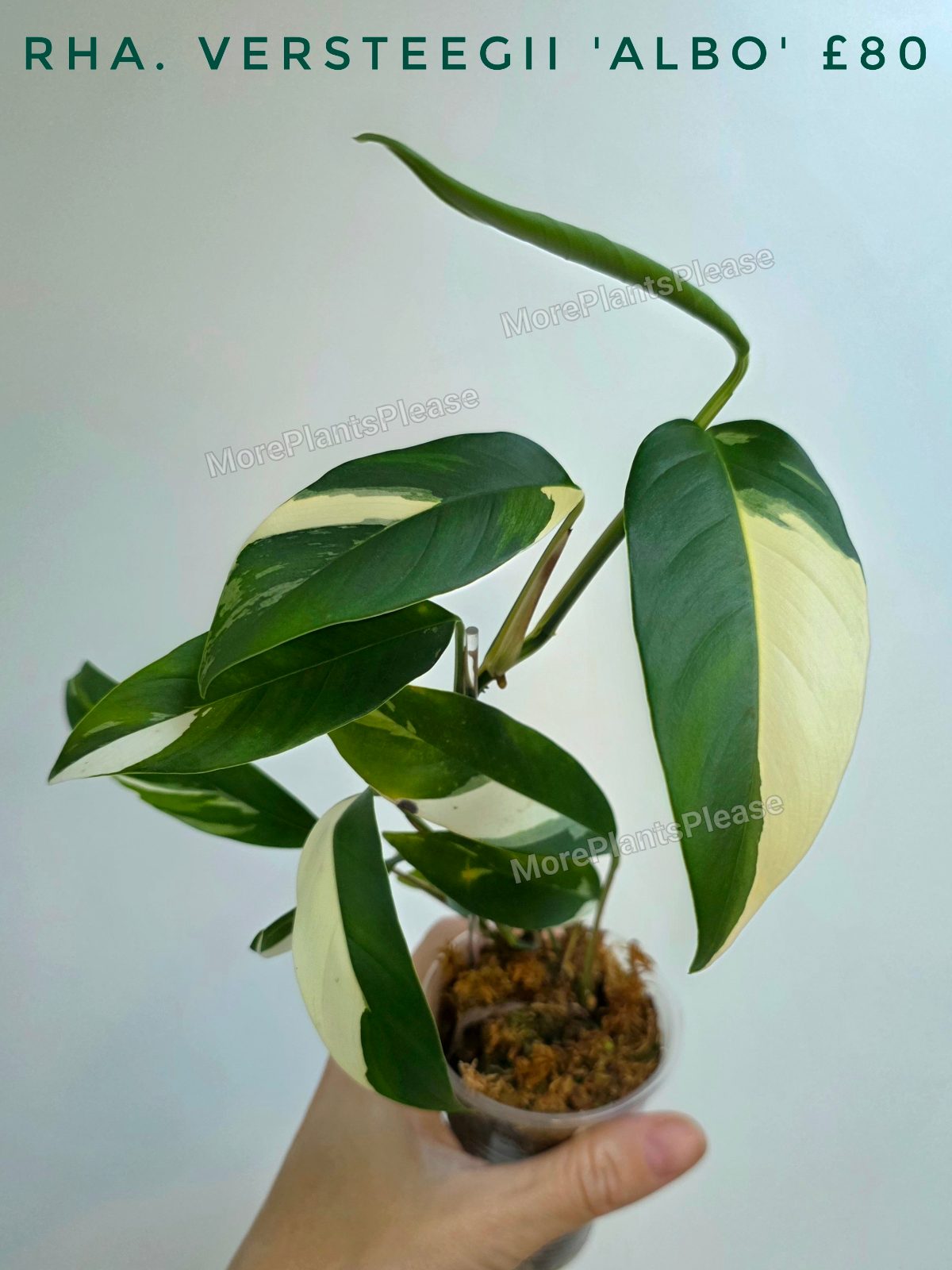 Rhaphidophora versteegii 'Albo'