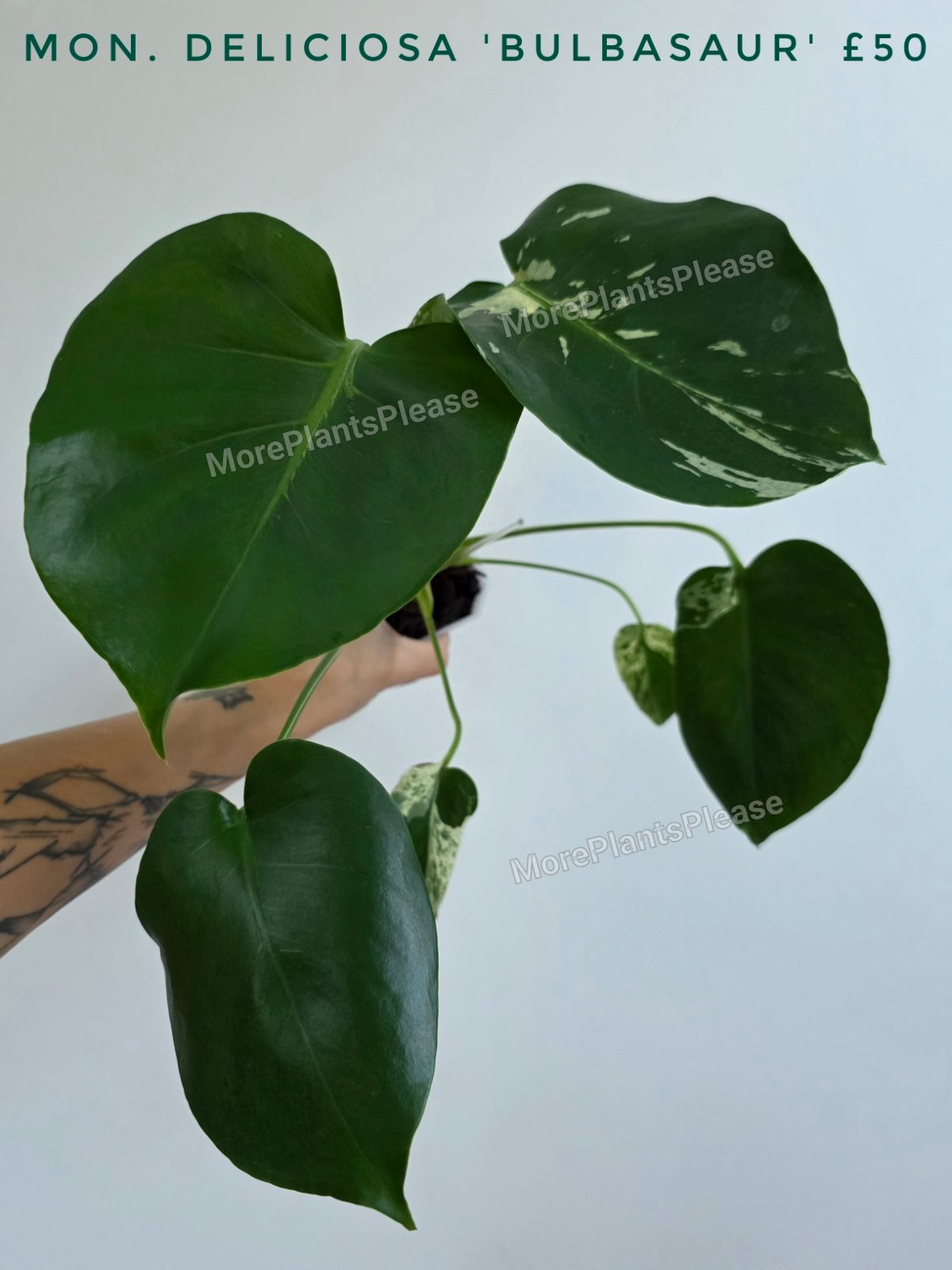 Monstera deliciosa 'Bulbasaur'