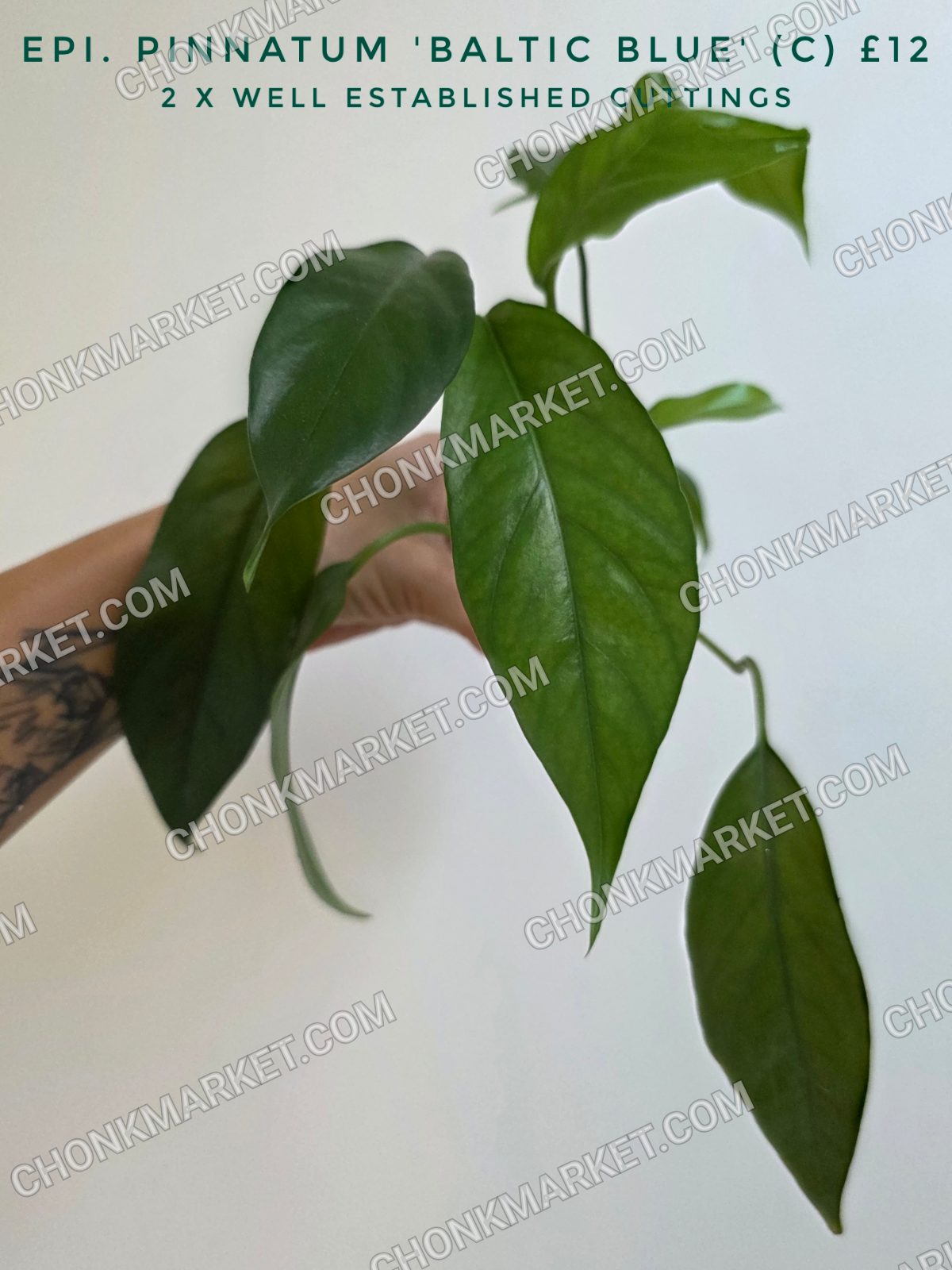 Epipremnum pinnatum 'Baltic Blue'
