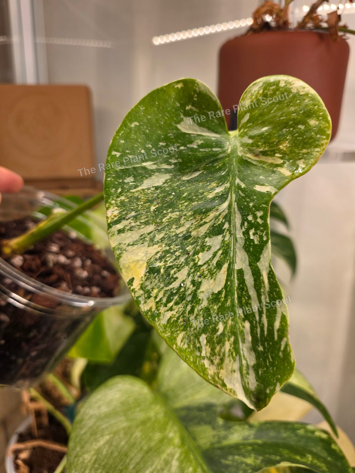 Monstera Miracle Tricolour