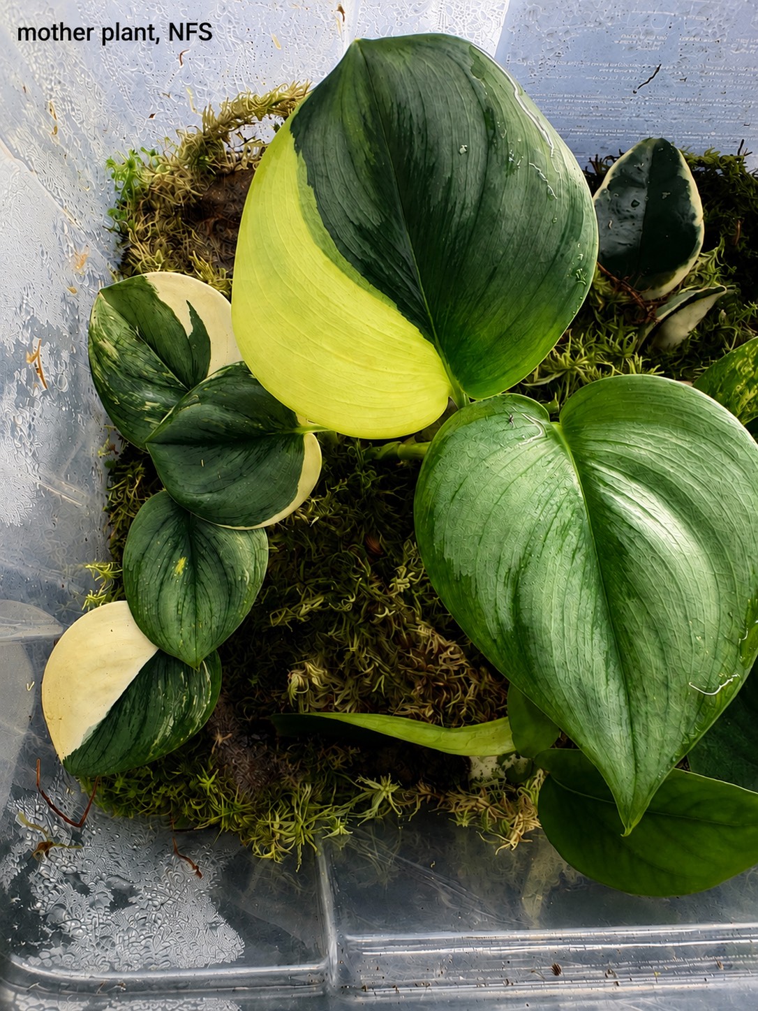 Scindapsus Rubicon Aurea