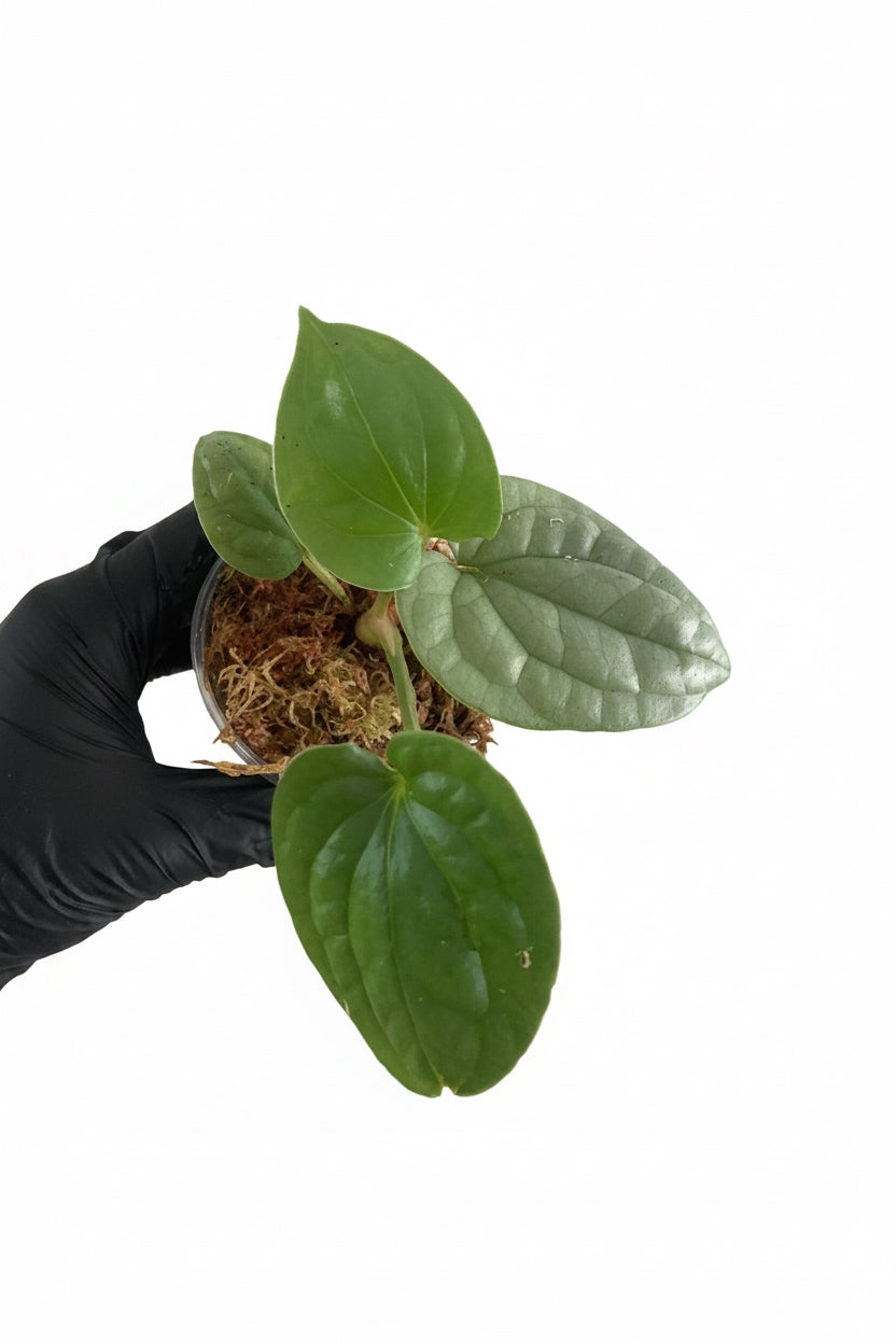Anthurium Luxurians Platinum